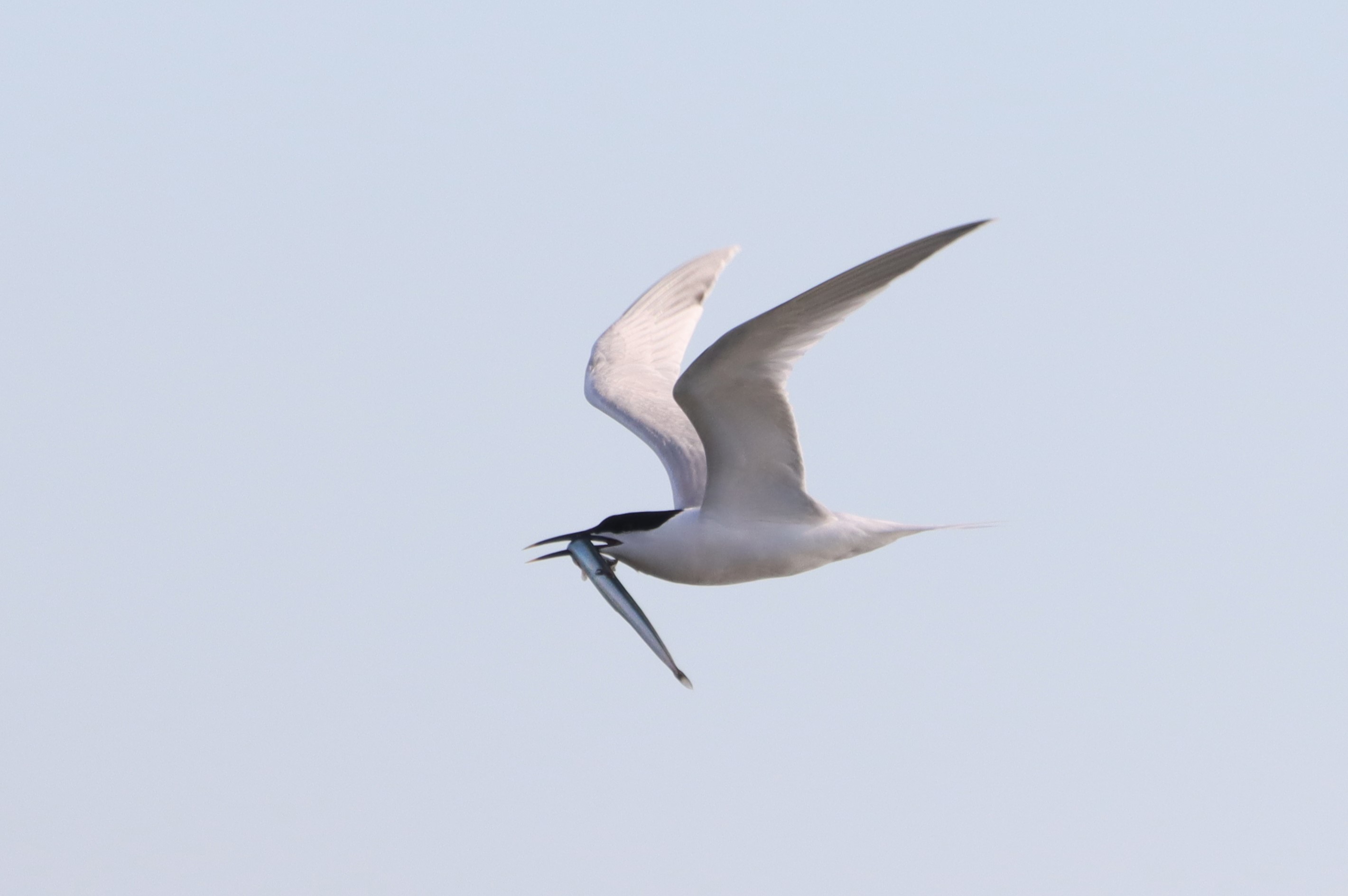 Sandwich Tern - 03-06-2026