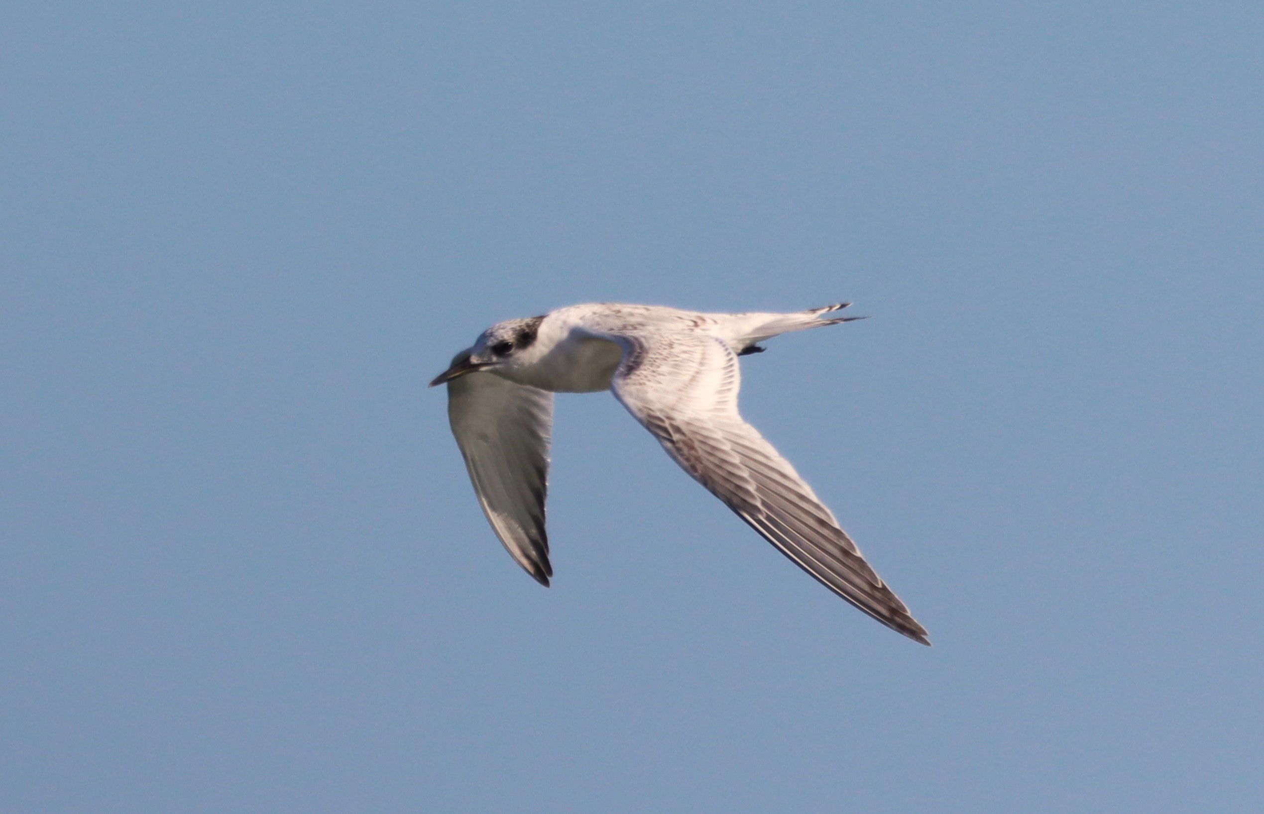 Sandwich Tern - 09-08-2025