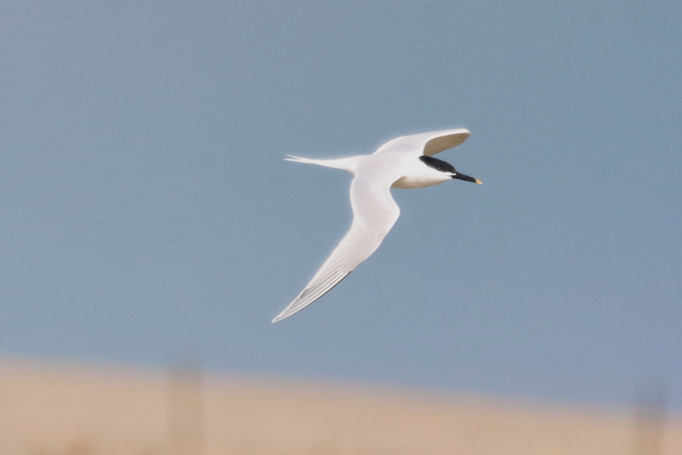 Sandwich Tern - 10-04-2023