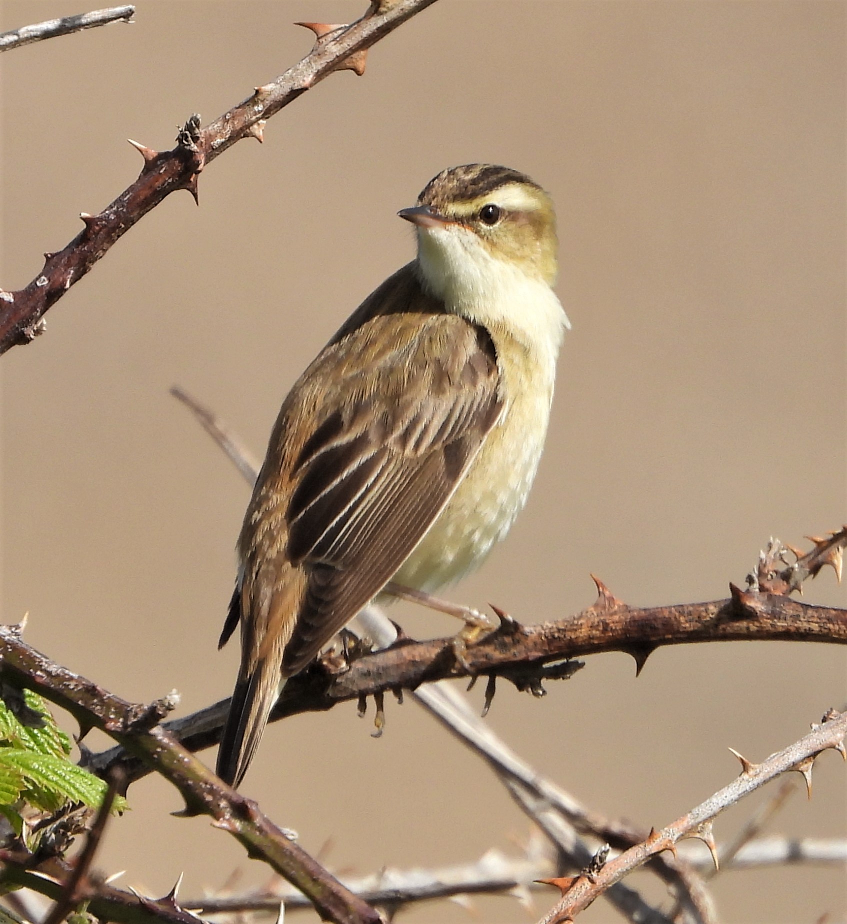 Sedge Warbler - 24-05-2021