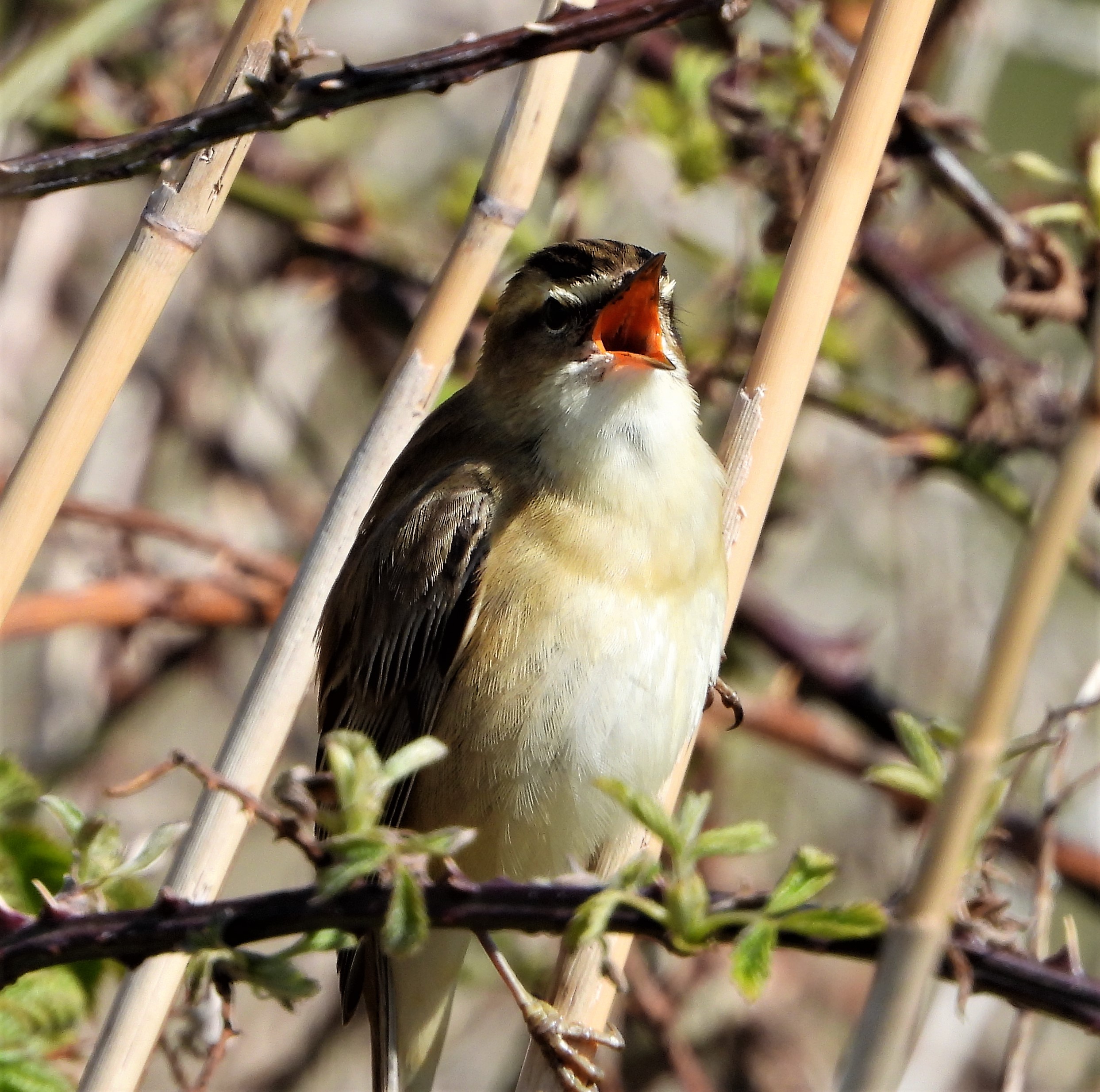 Sedge Warbler - 07-05-2021