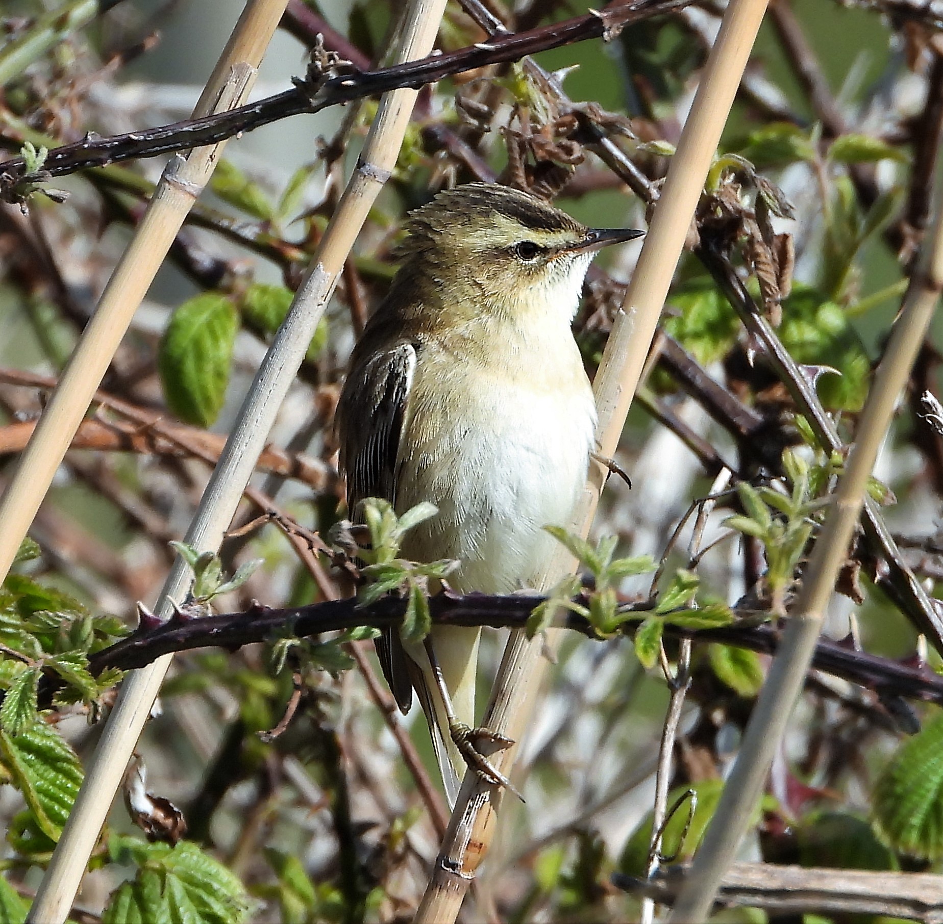 Sedge Warbler - 07-05-2021