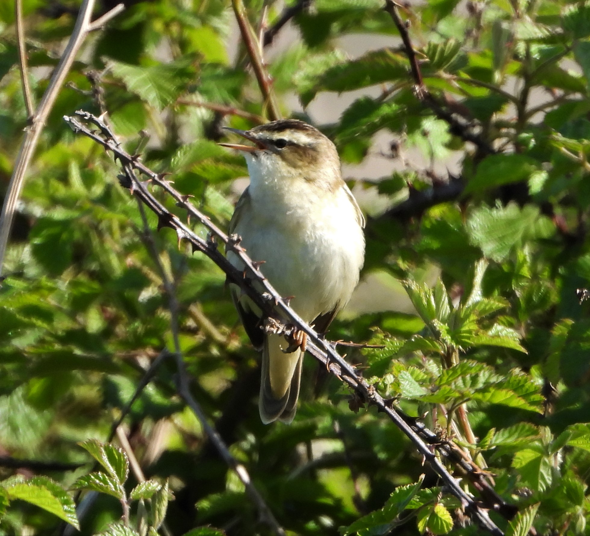 Sedge Warbler - 08-05-2022