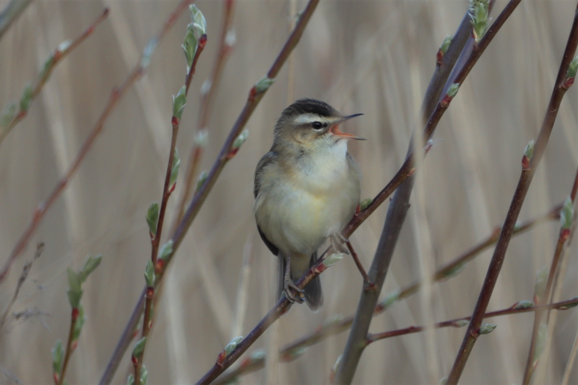 Sedge Warbler - 13-04-2021