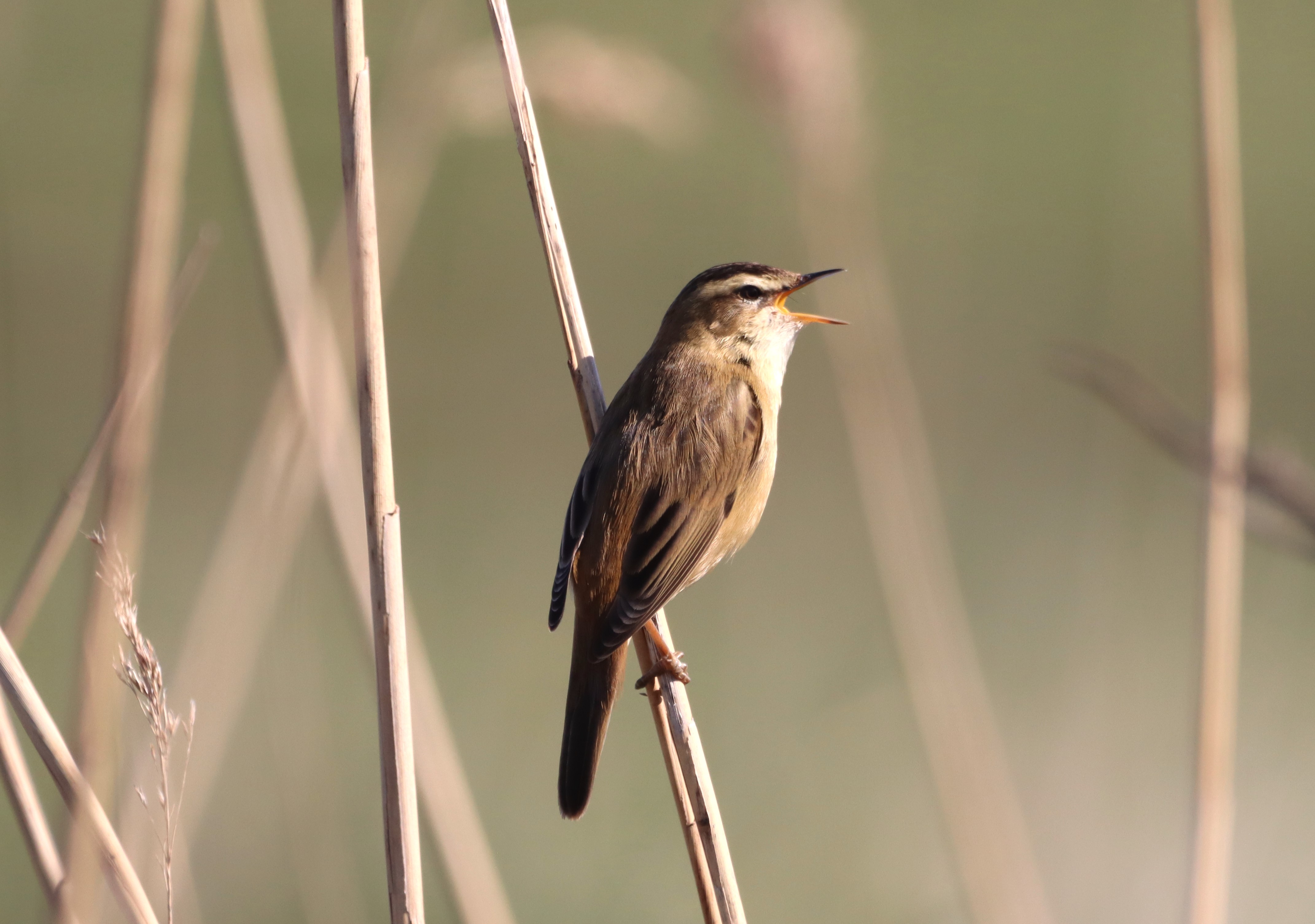 Sedge Warbler - 13-04-2026
