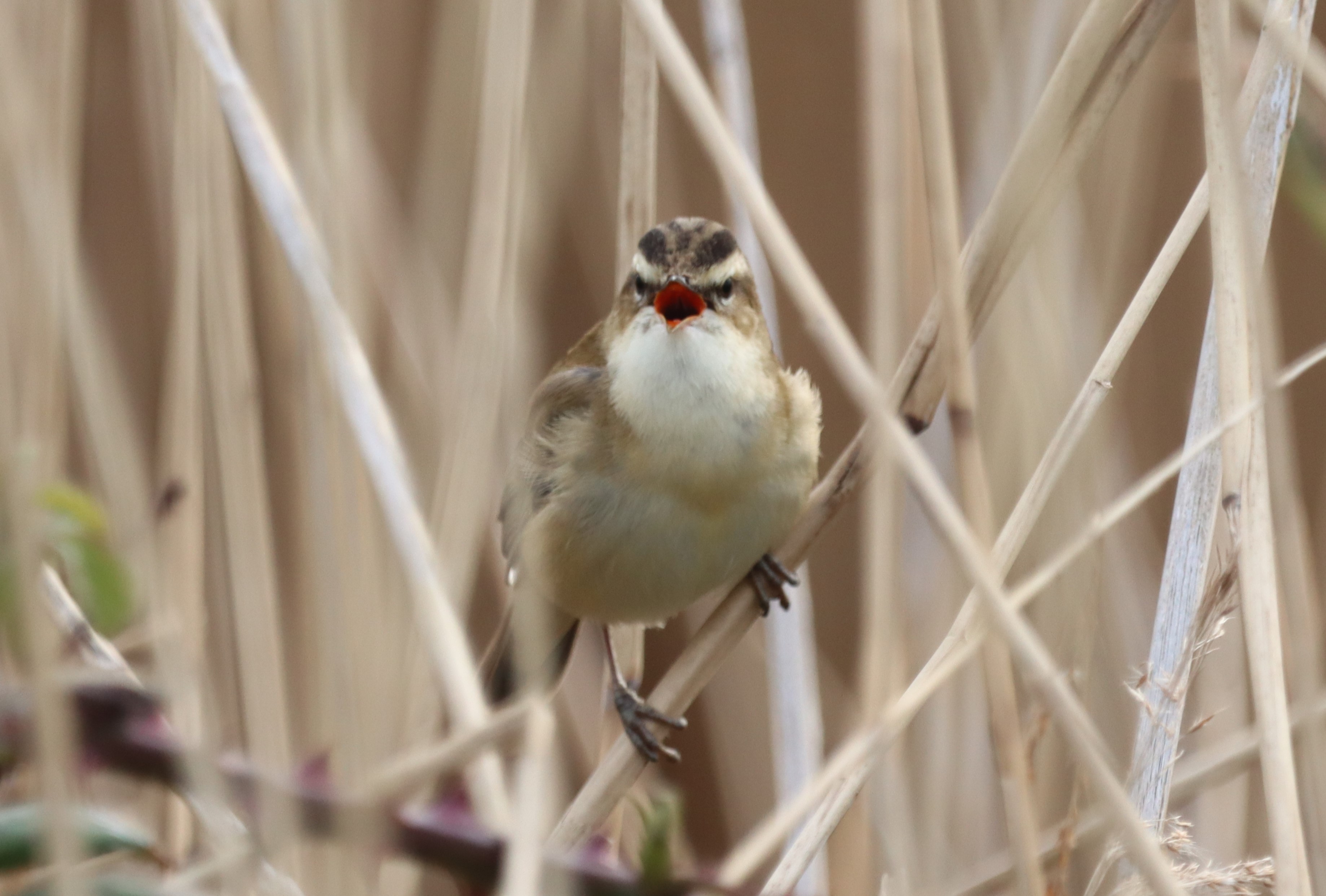 Sedge Warbler - 05-04-2023