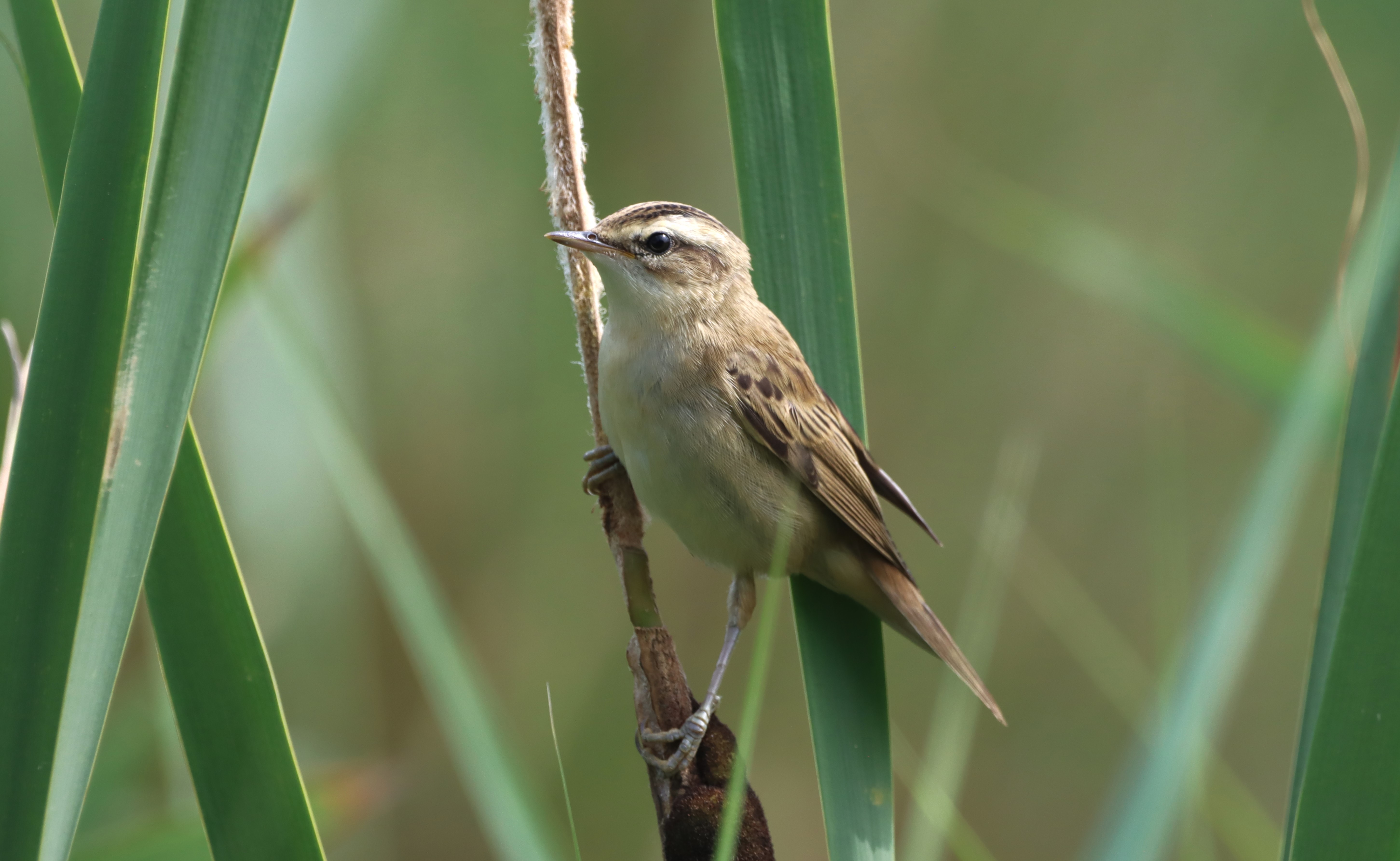 Sedge Warbler - 27-06-2026