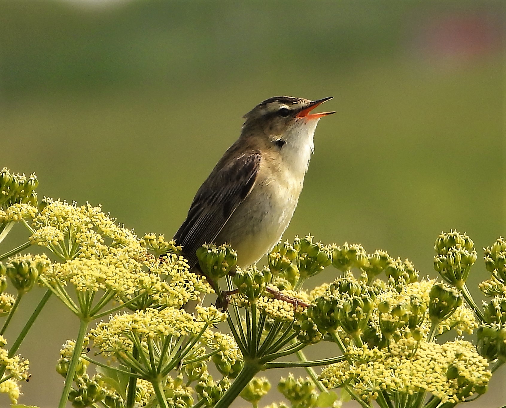 Sedge Warbler - 04-06-2021