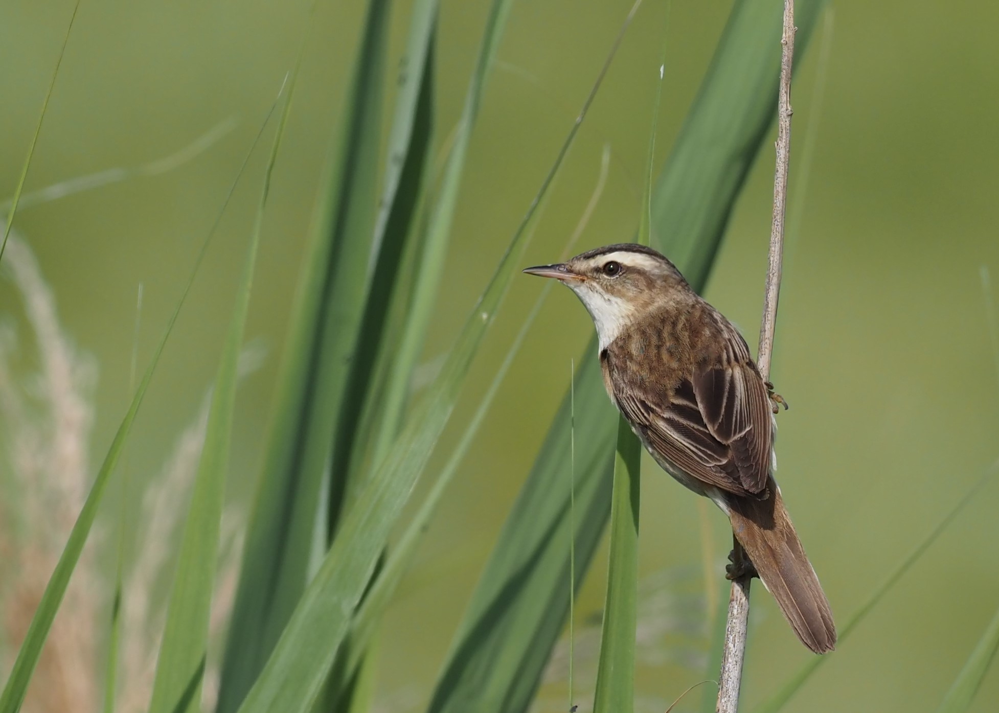 Sedge Warbler - 22-06-2023