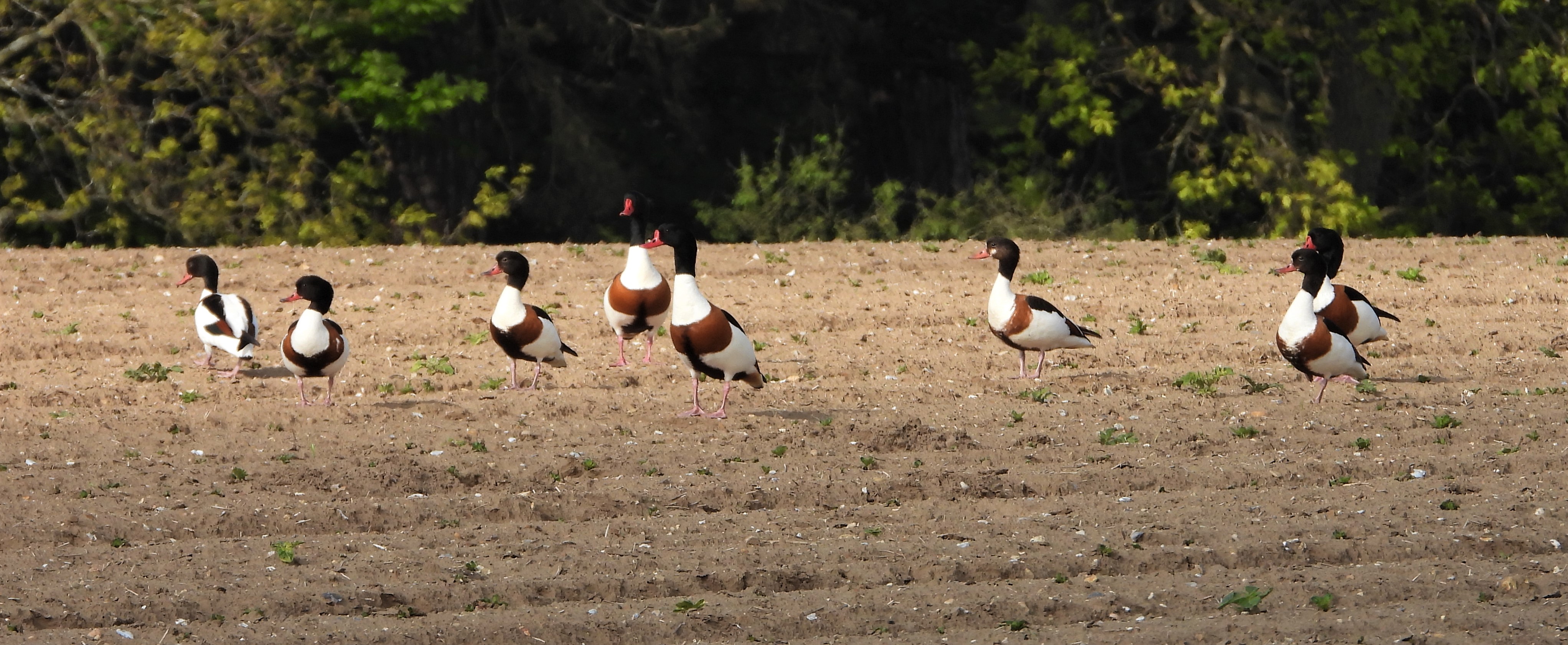 Shelduck - 31-05-2021