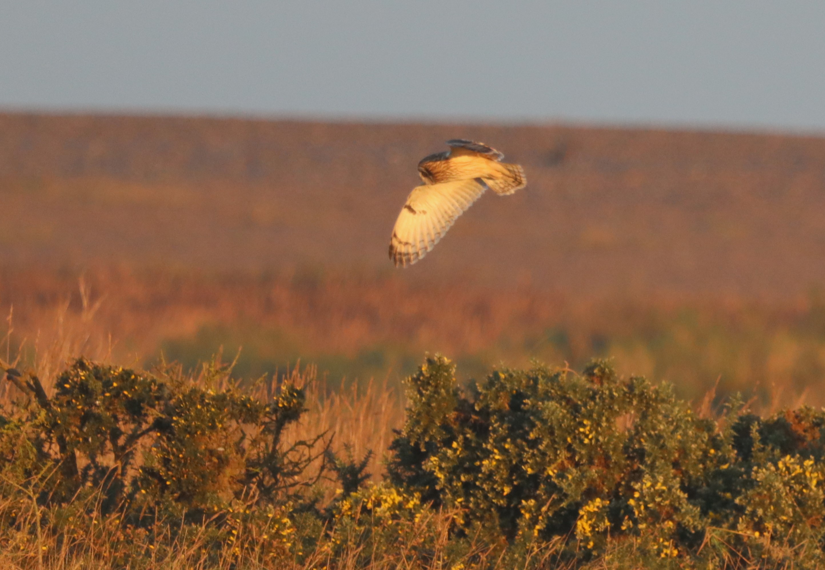 Short-eared Owl - 13-01-2024