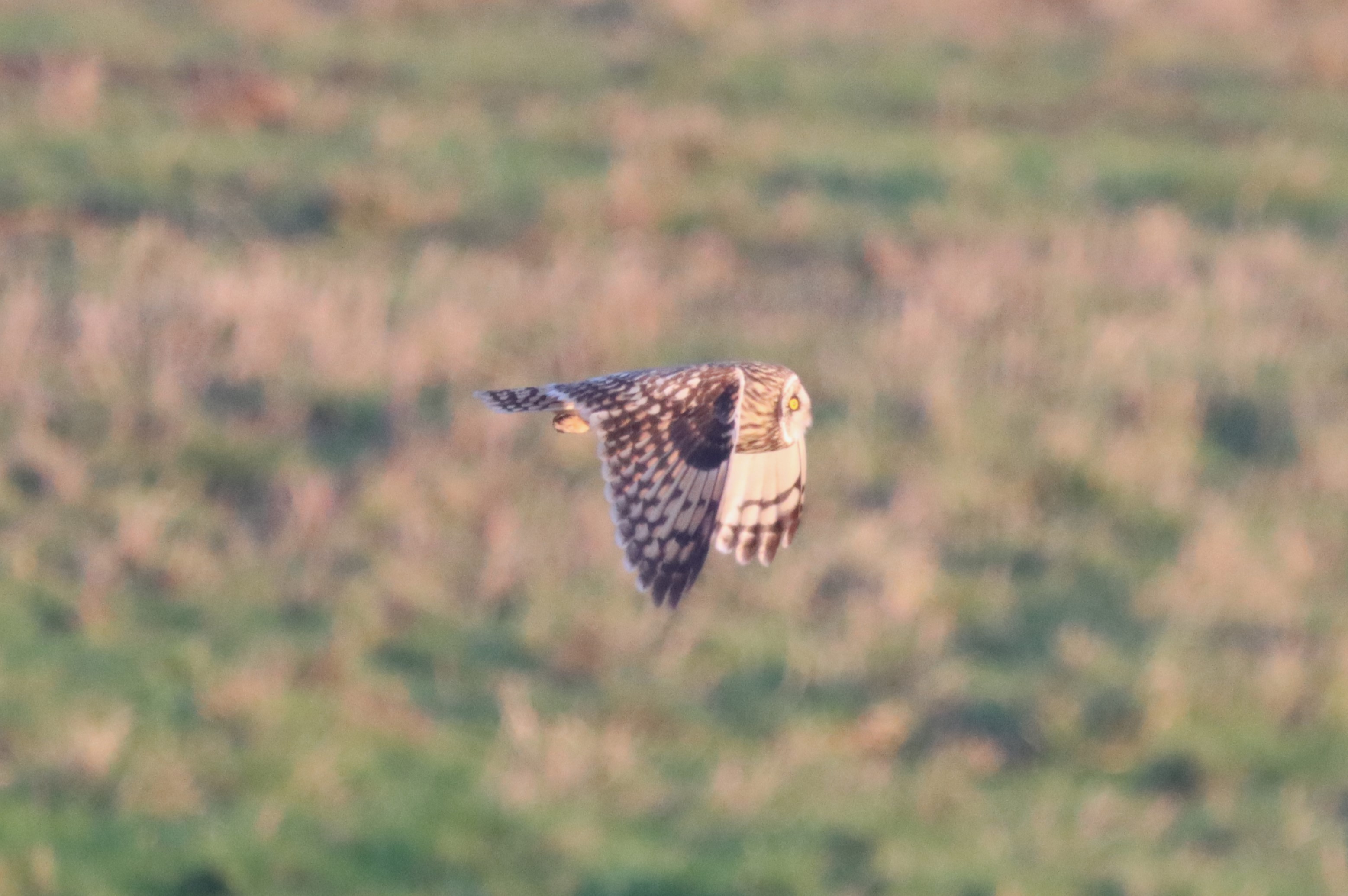 Short-eared Owl - 13-01-2024