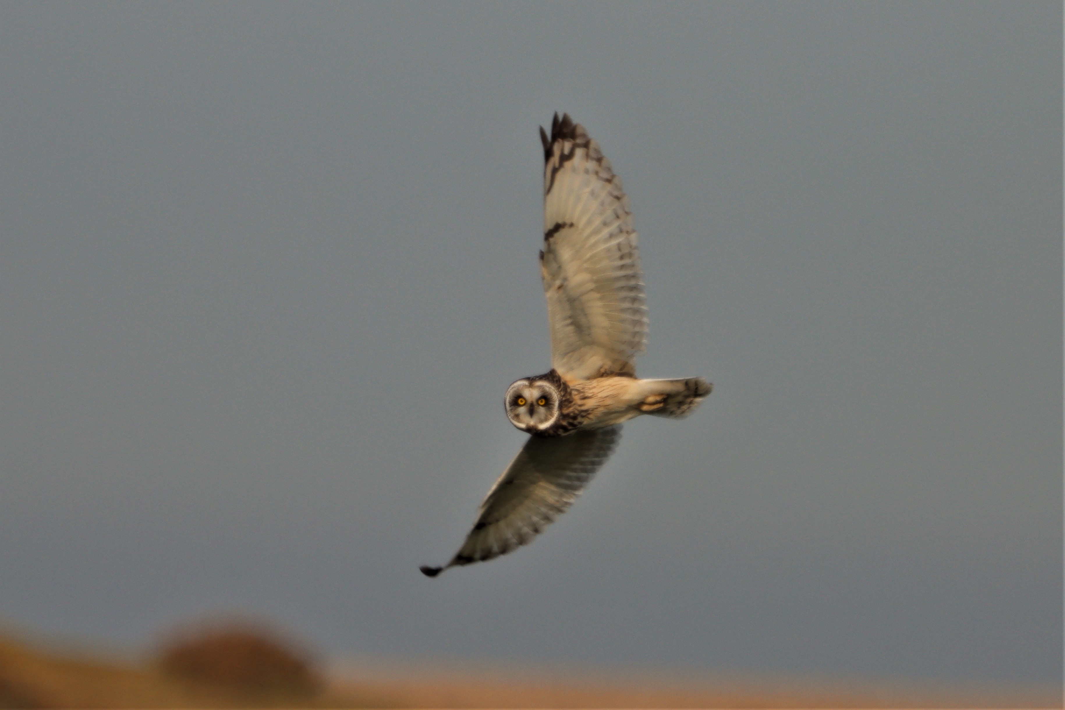 Short-eared Owl - 11-05-2021