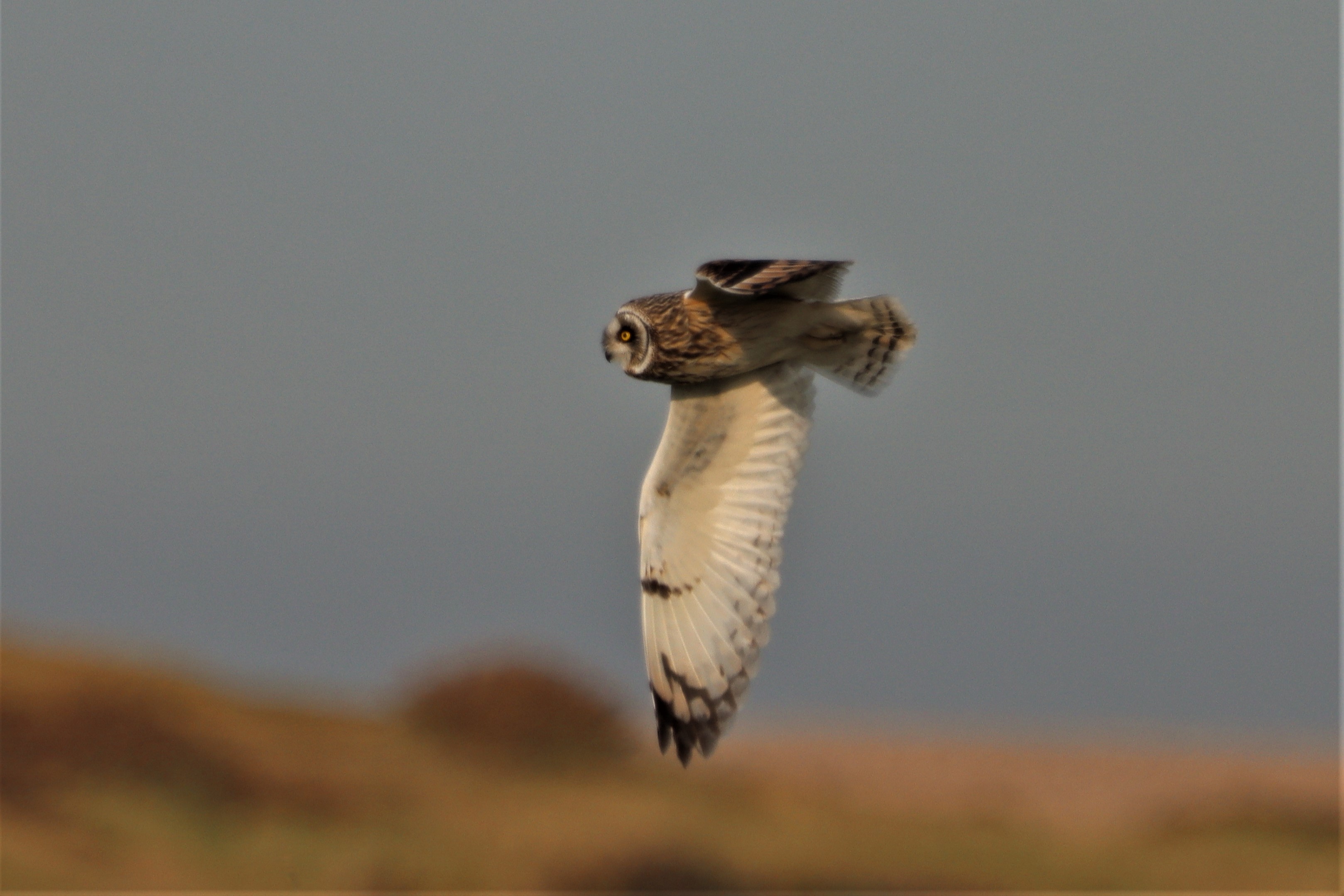 Short-eared Owl - 11-05-2021