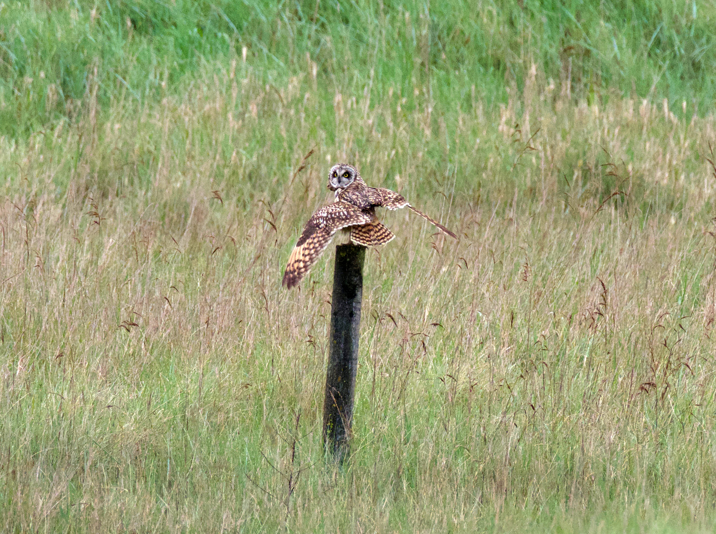 Short-eared Owl - 24-05-2021