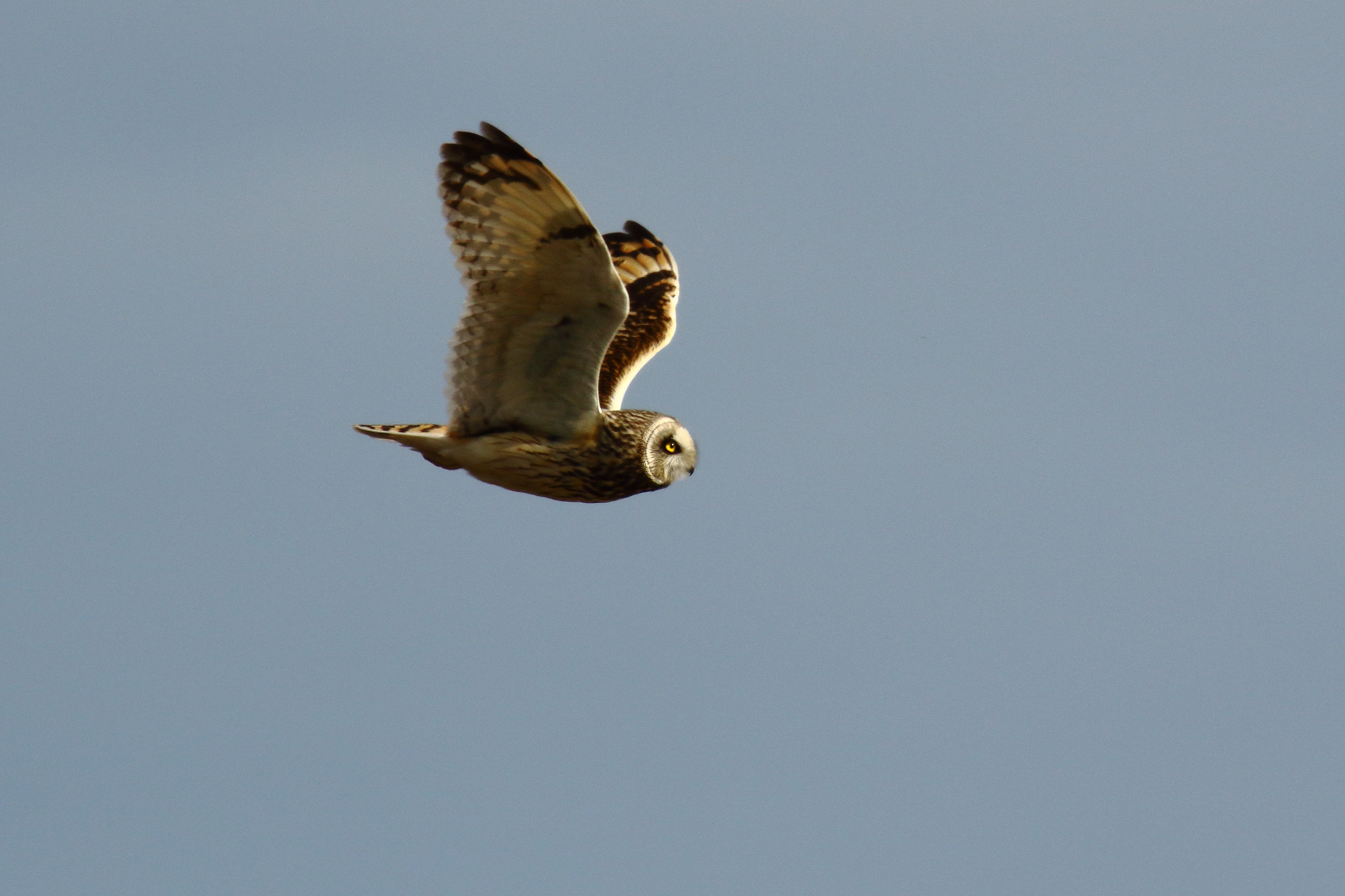 Short-eared Owl - 11-05-2021