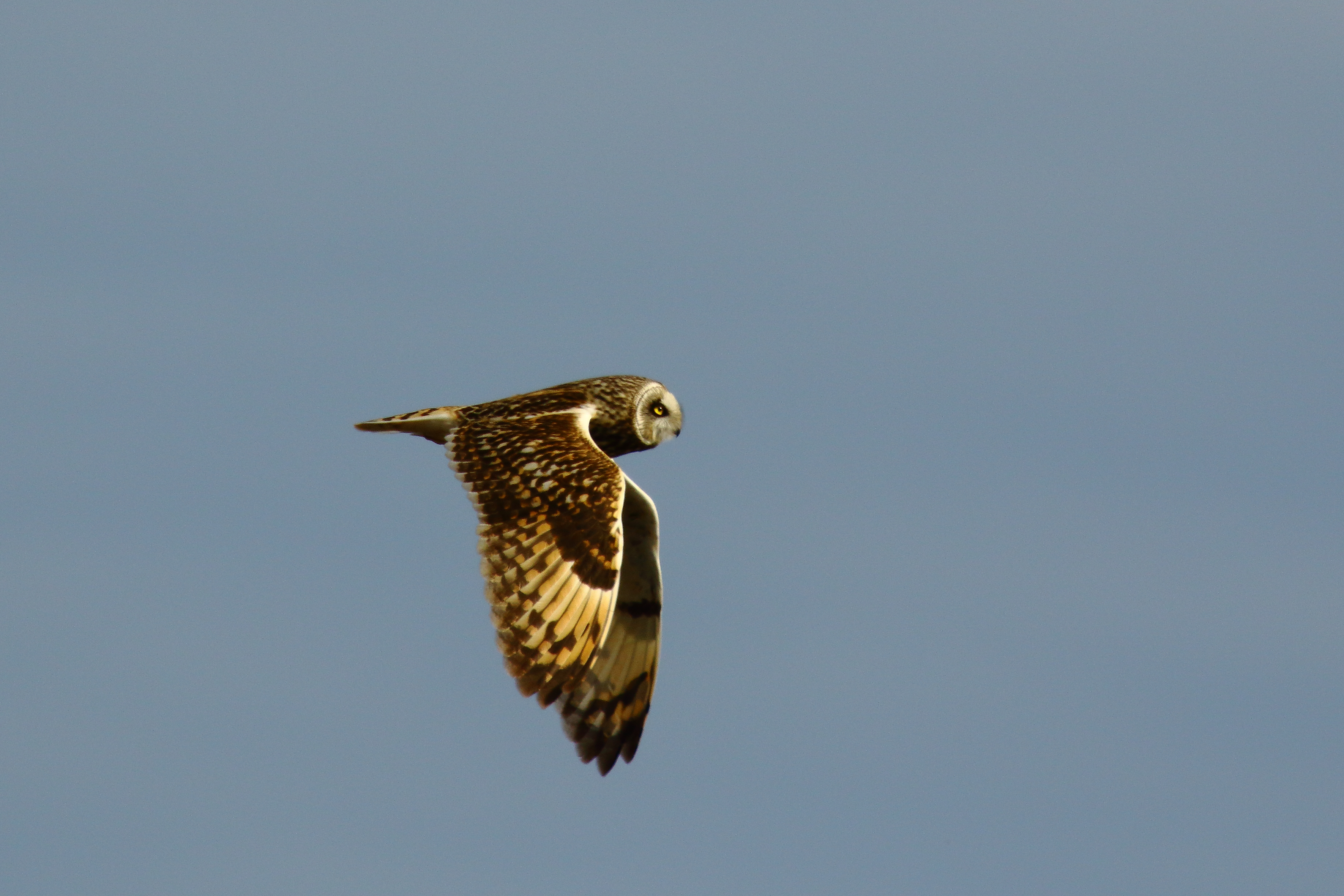 Short-eared Owl - 11-05-2021