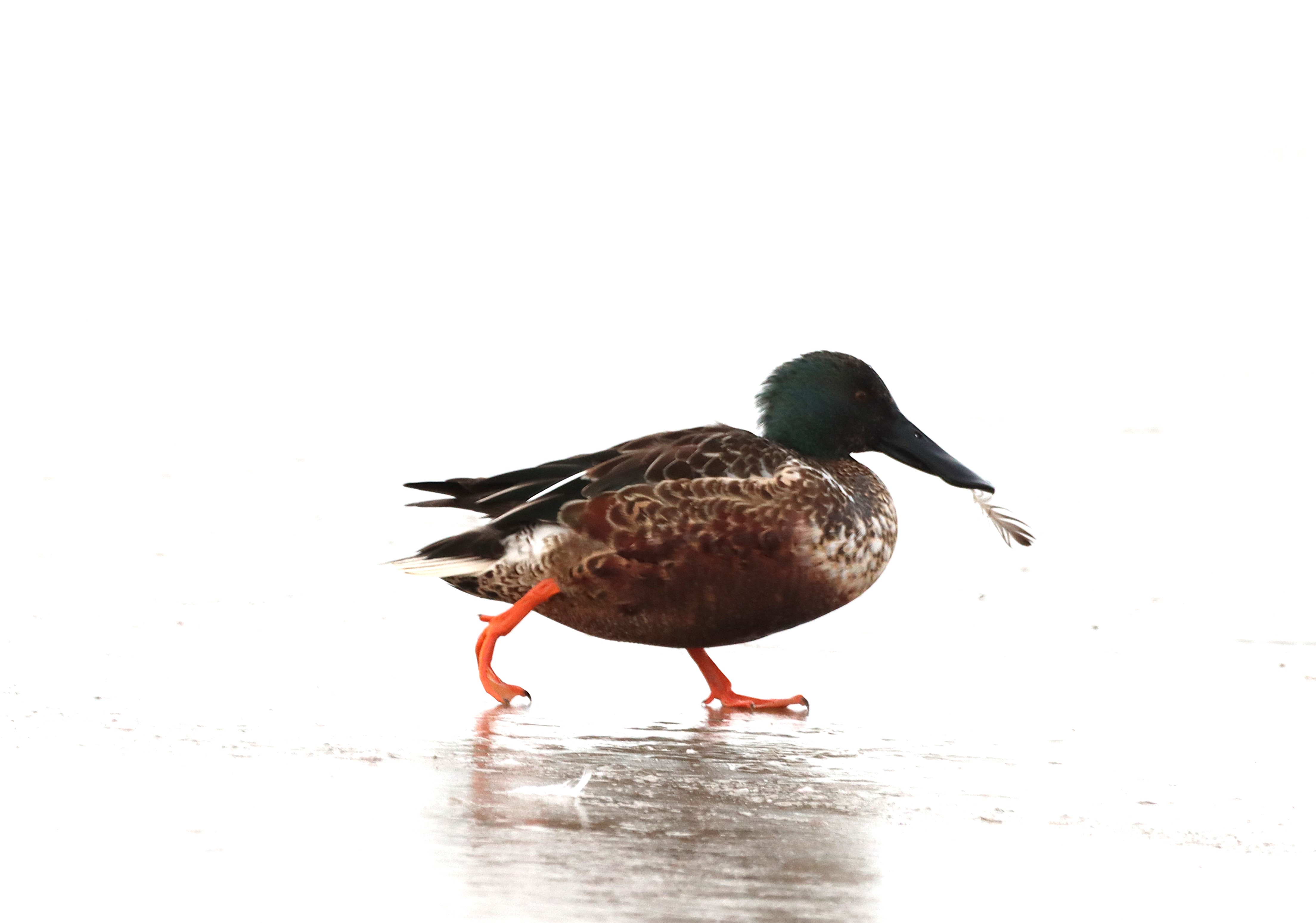 Shoveler - 04-01-2025