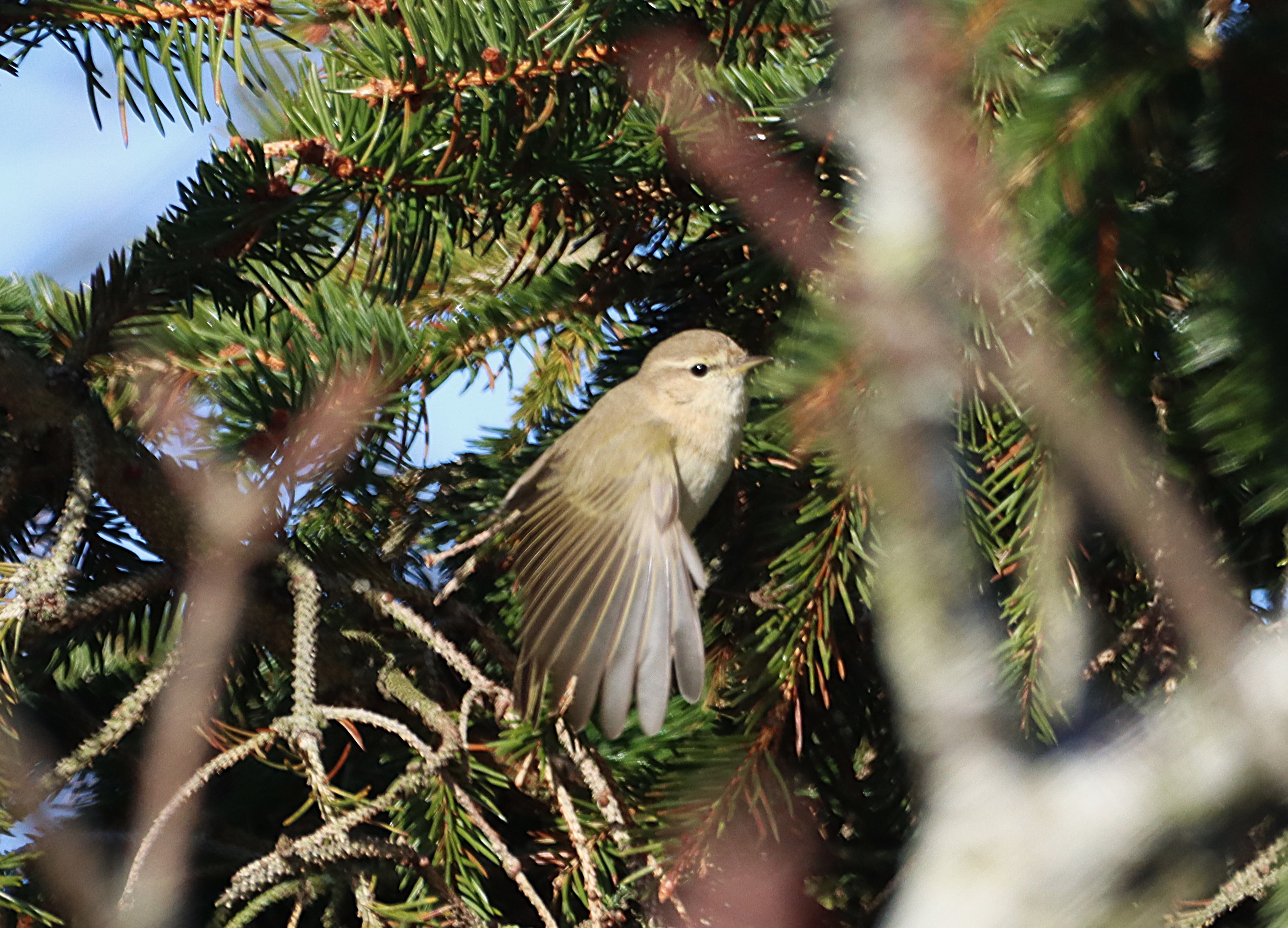 Siberian Chiffchaff - 06-02-2025