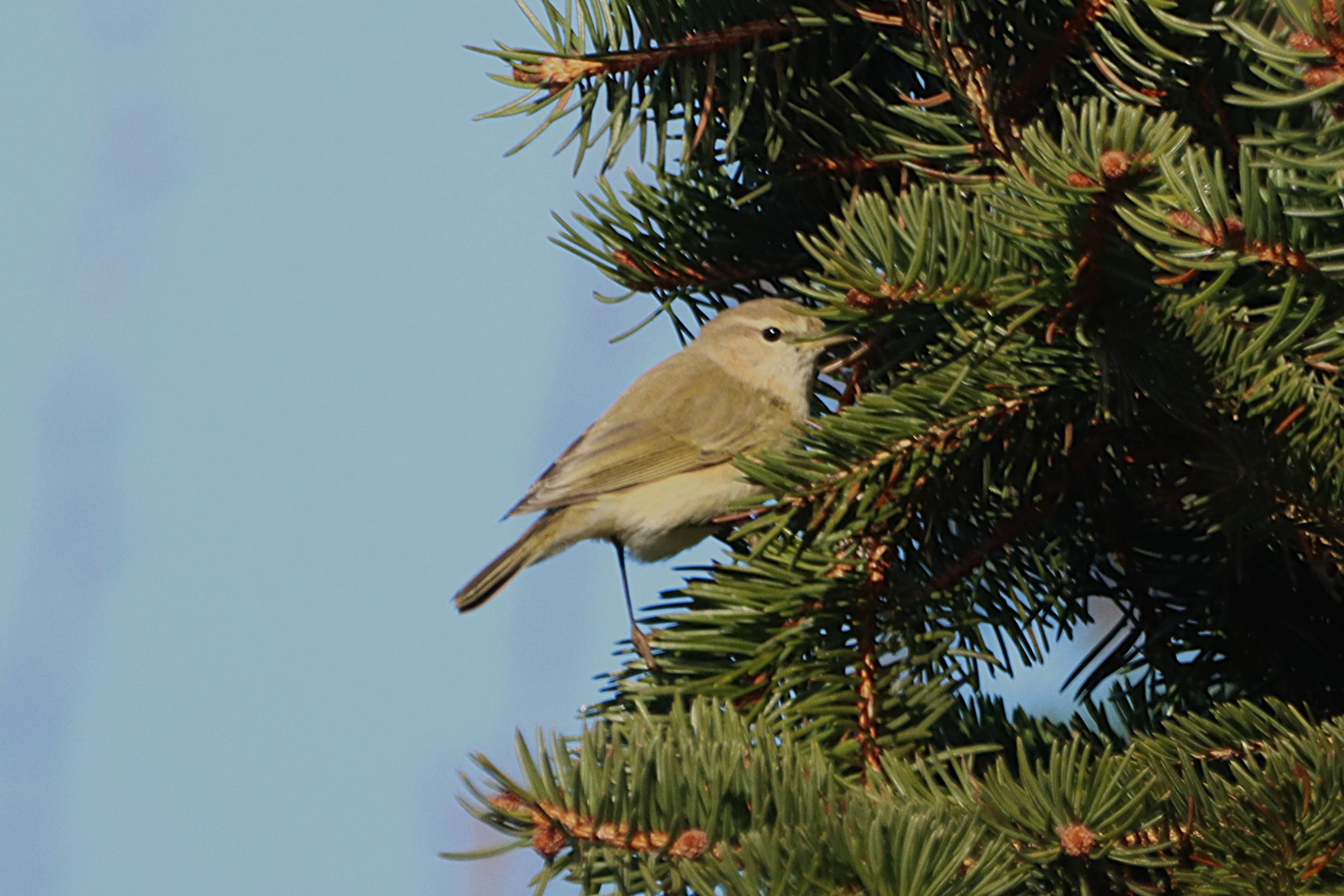 Siberian Chiffchaff - 06-02-2025