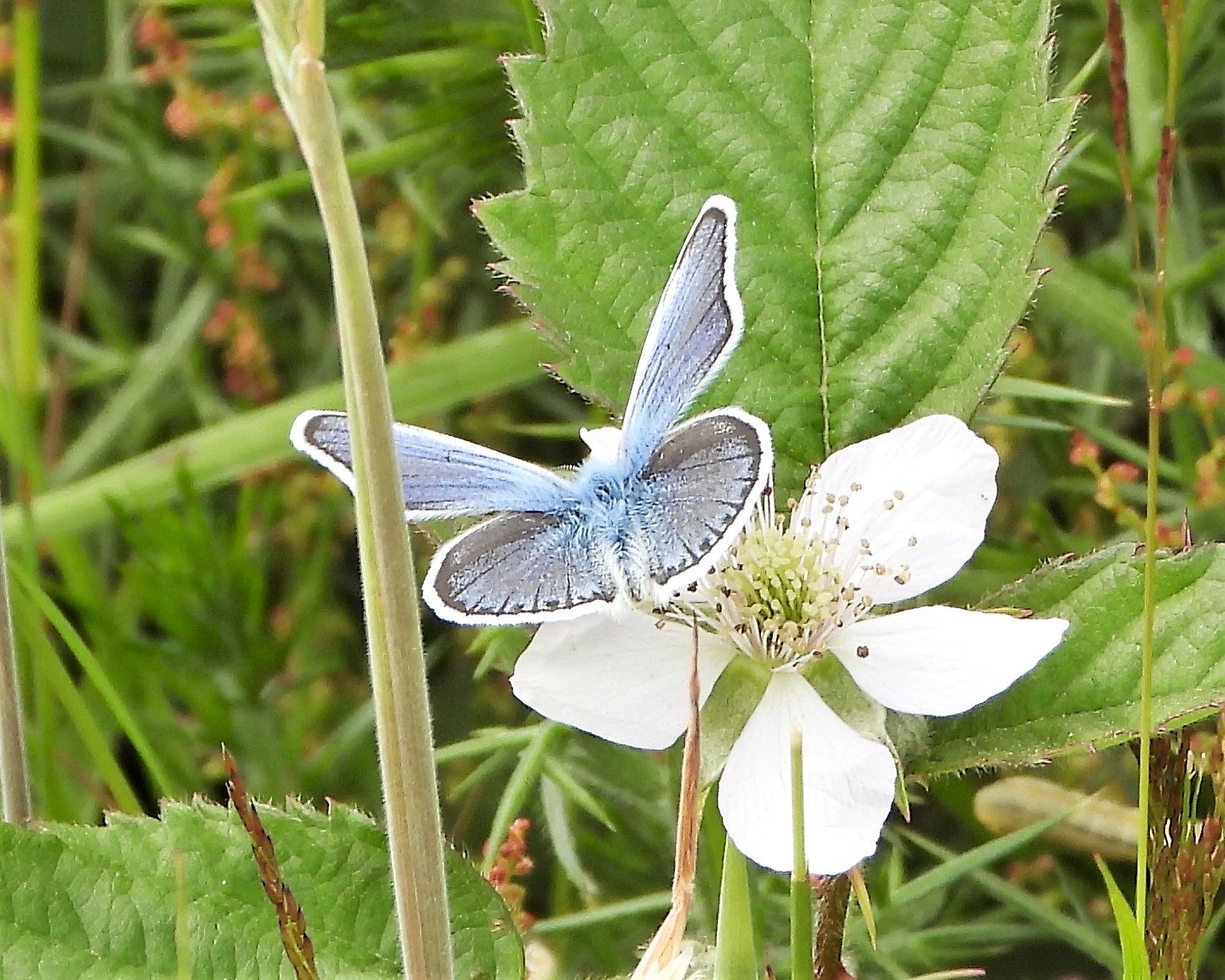 Silver-studded Blue - 24-06-2021