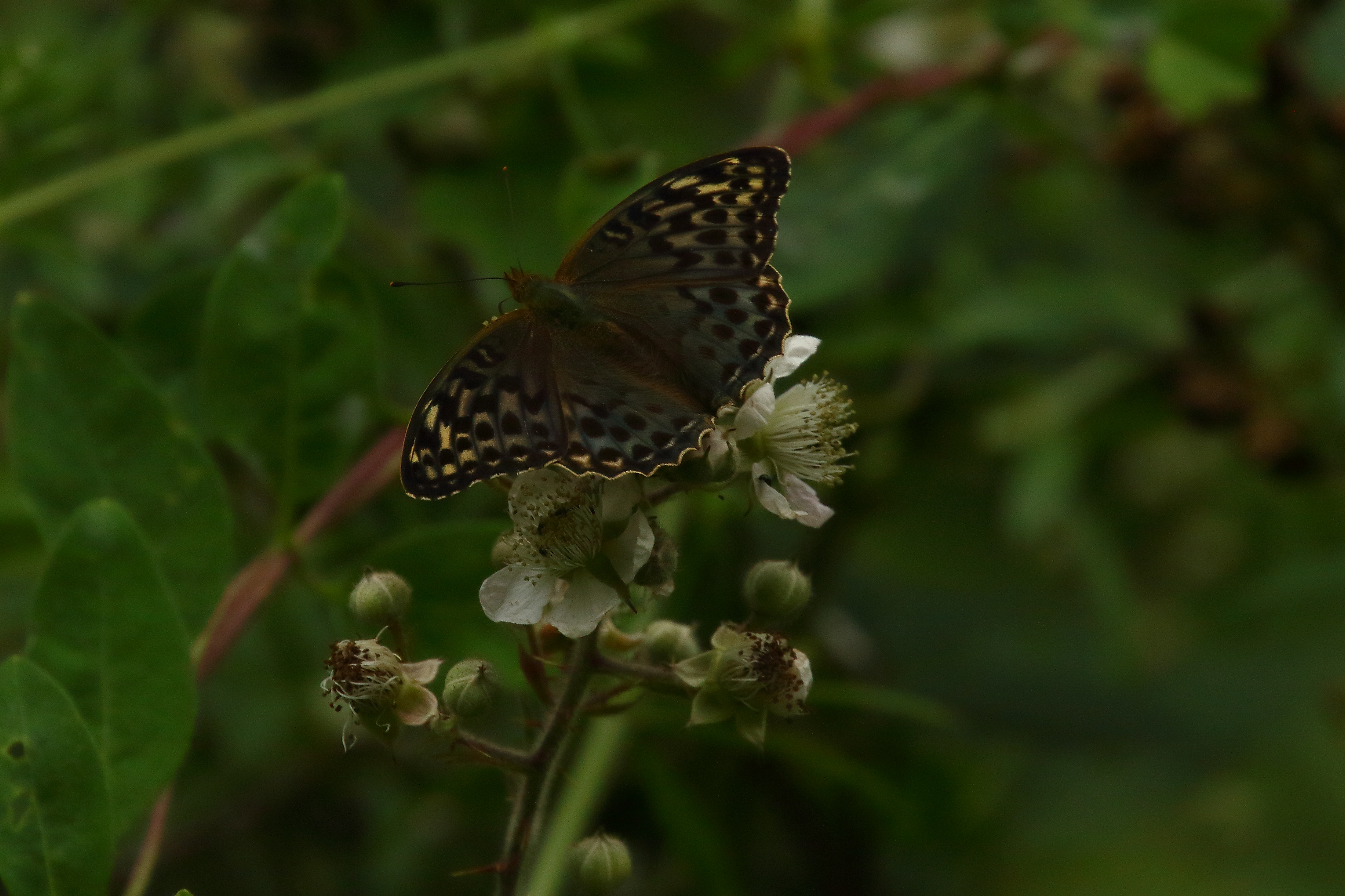 Silver-washed Fritillary - 11-07-2021