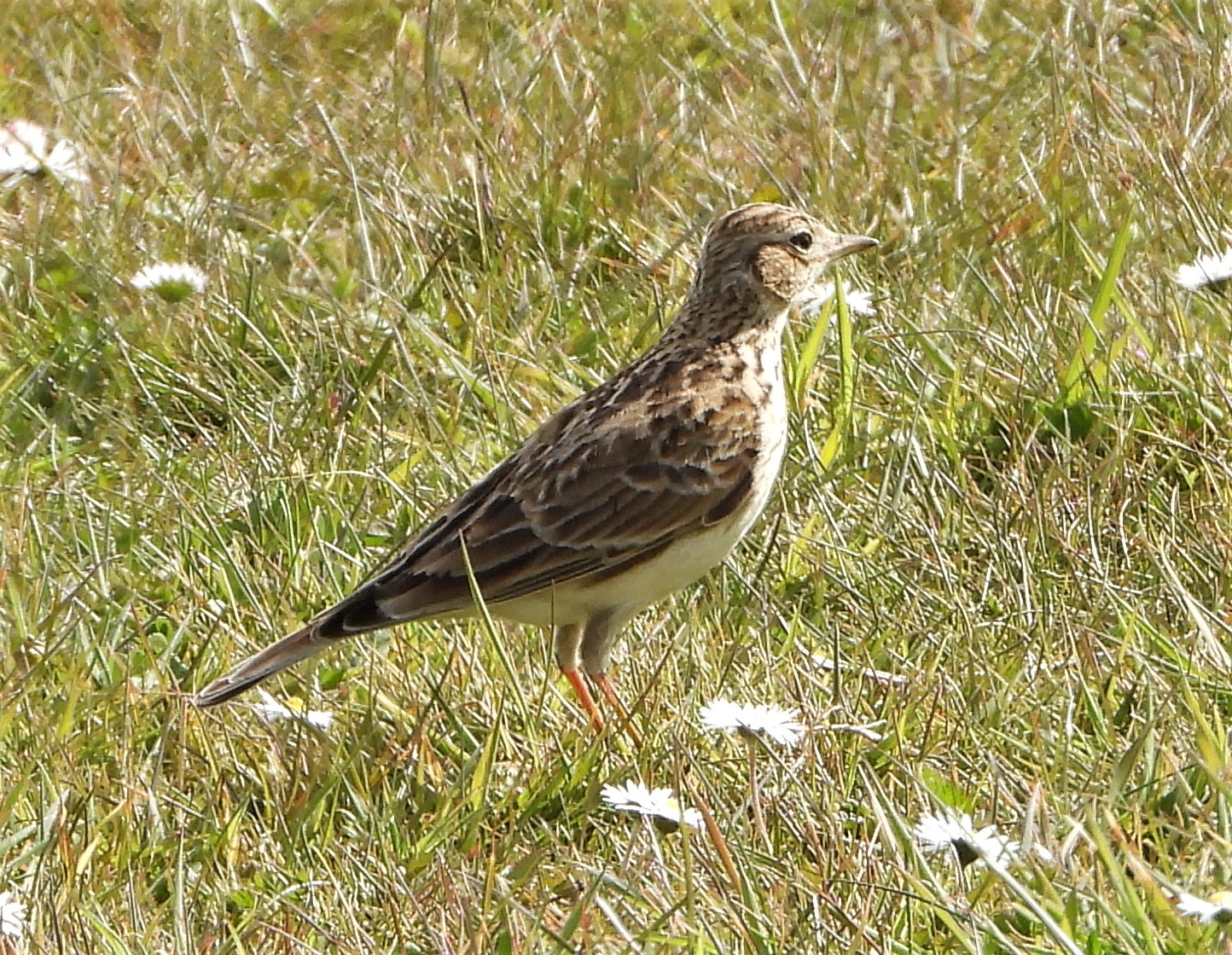 Skylark - 09-05-2021