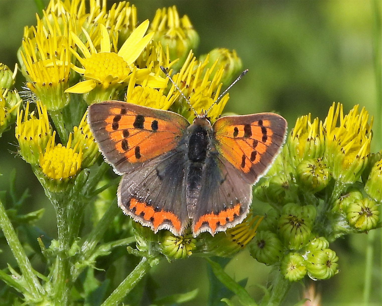 Small Copper - 12-07-2021