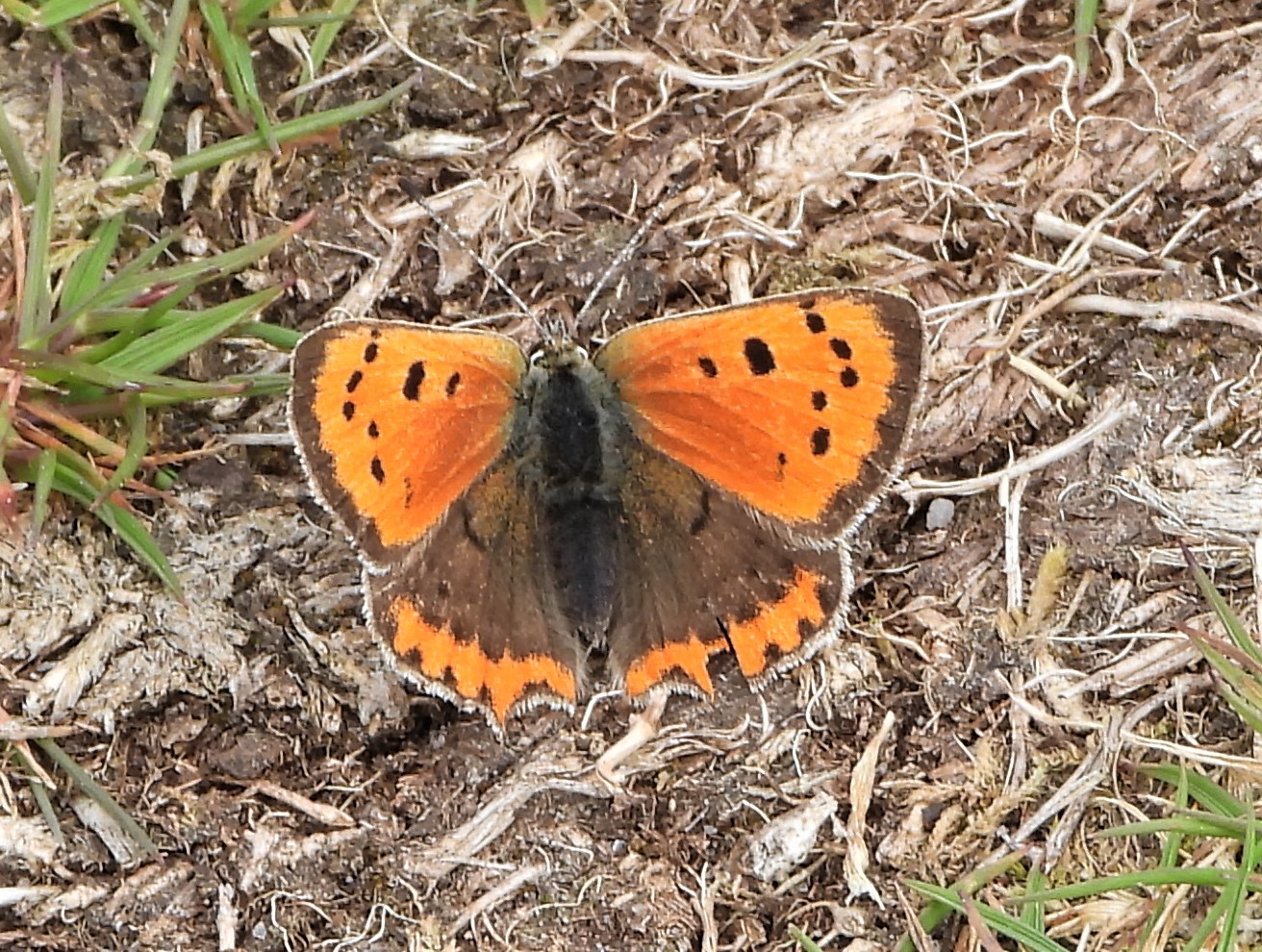 Small Copper - 06-06-2021