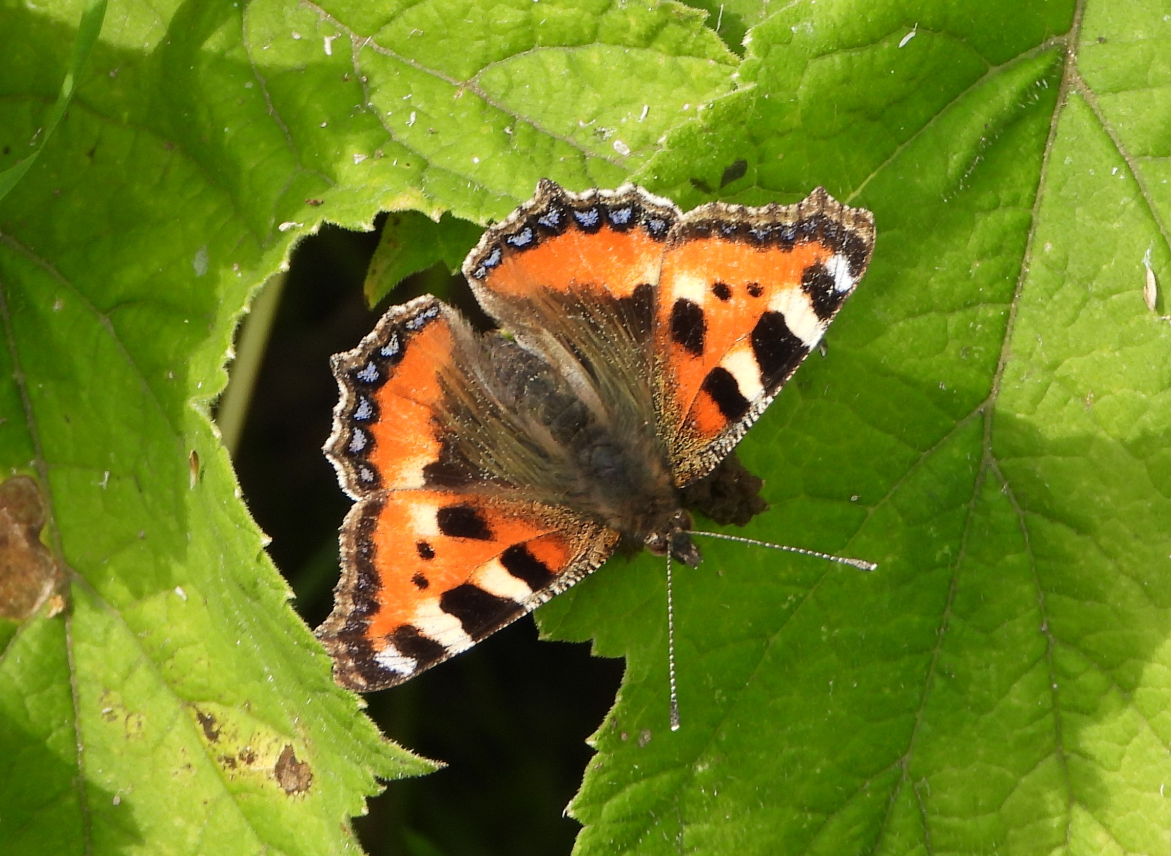 Small Tortoiseshell - 09-07-2021