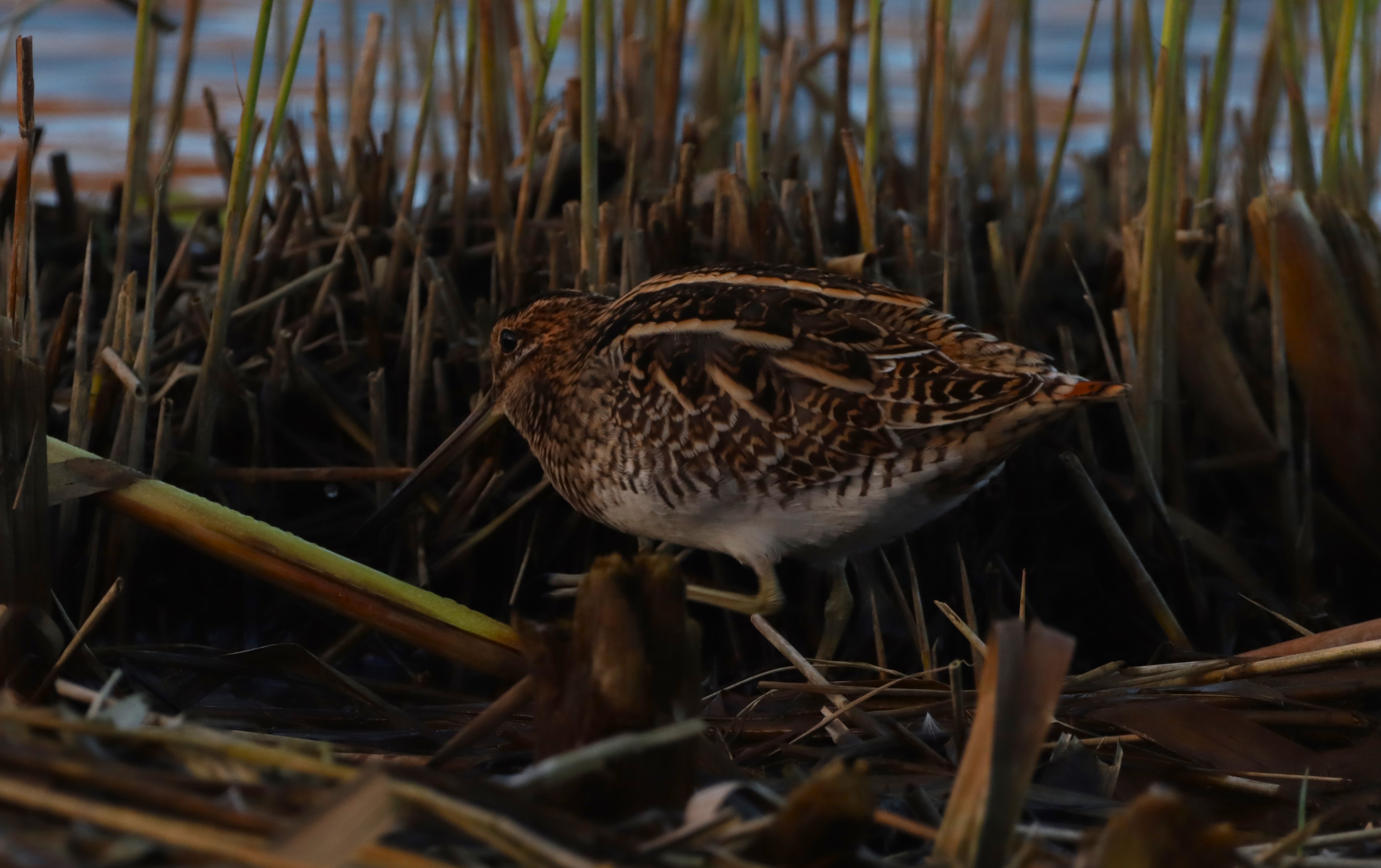Snipe - 10-12-2025