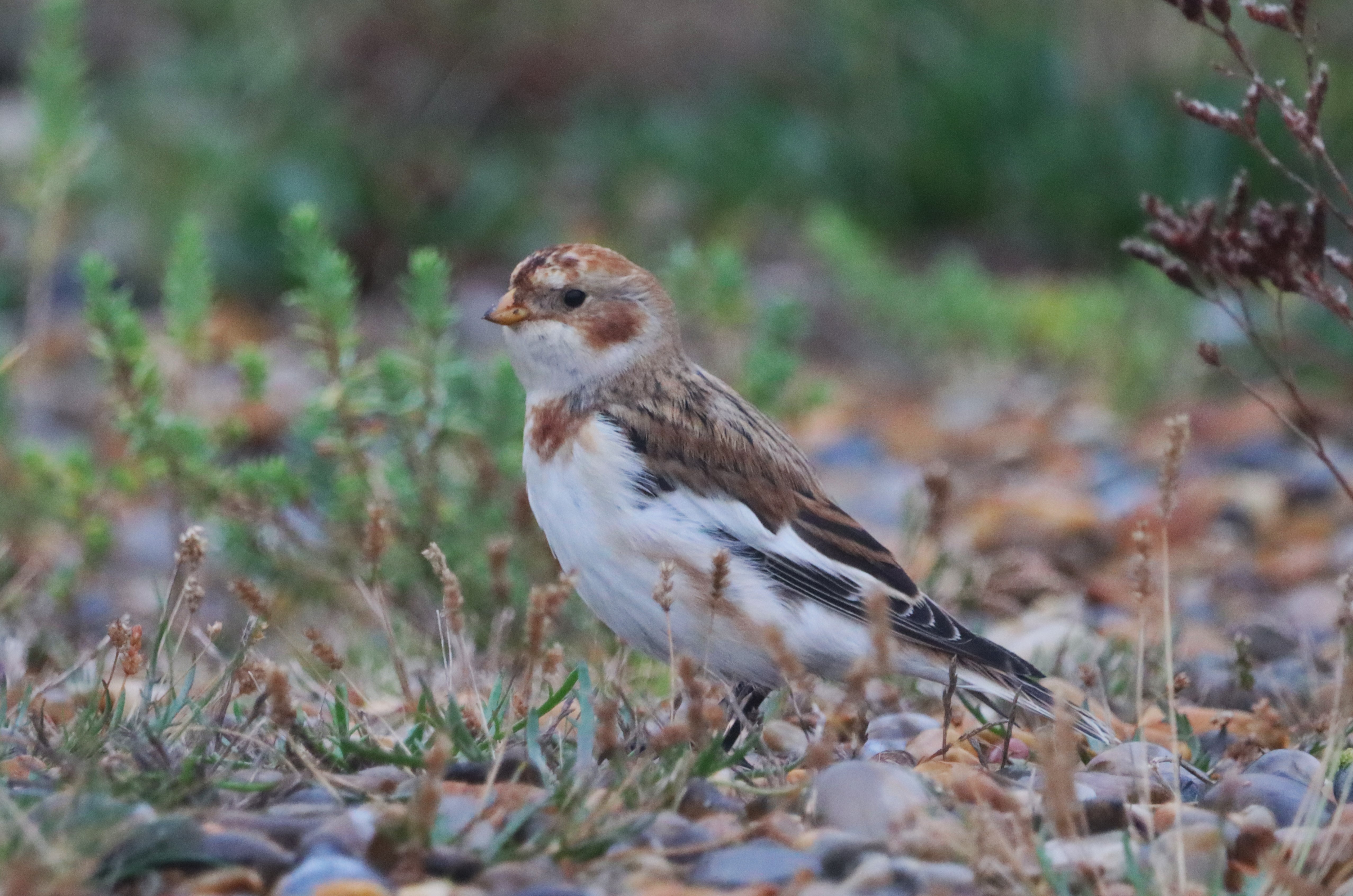 Snow Bunting - 19-10-2023