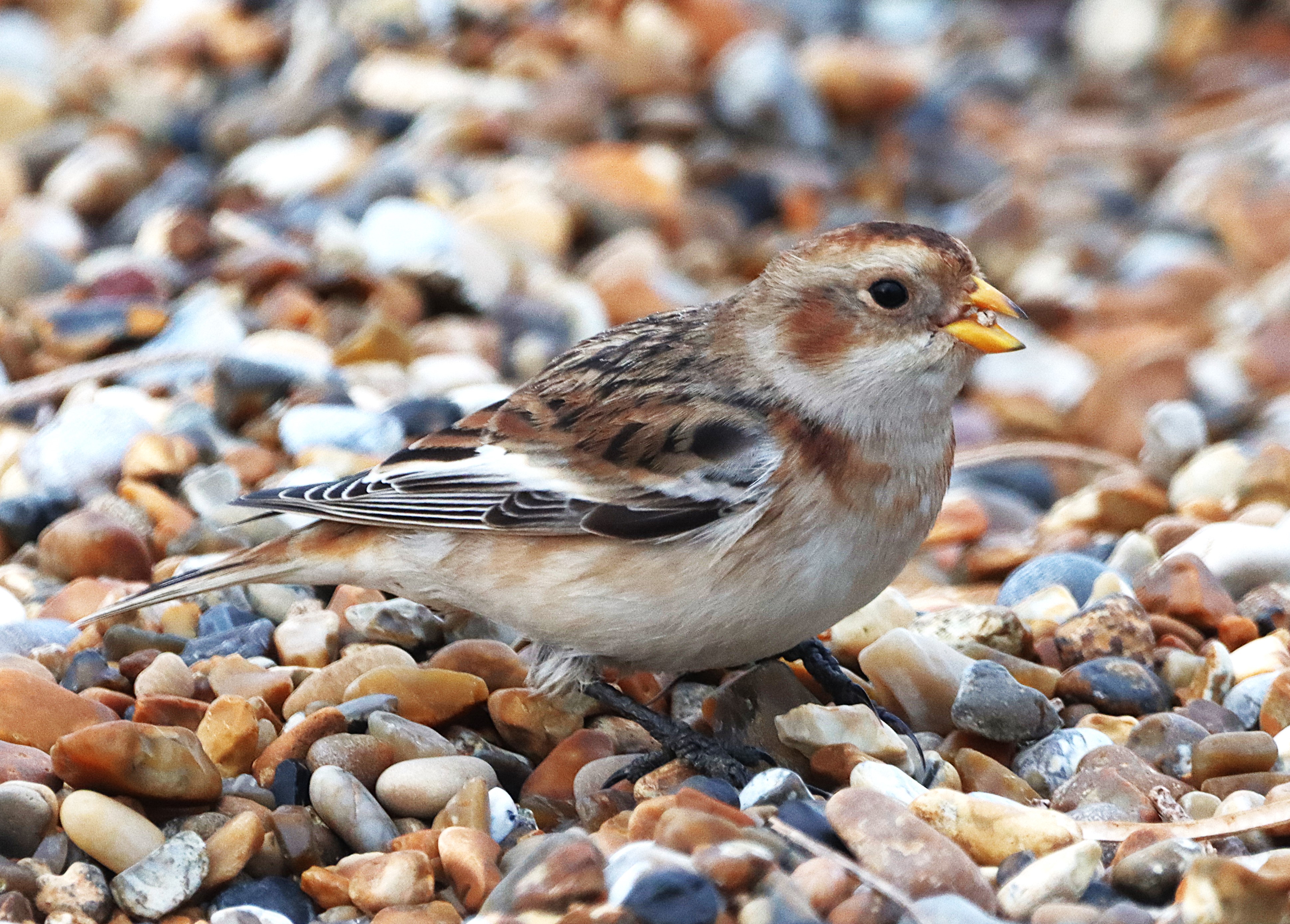 Snow Bunting - 12-11-2024