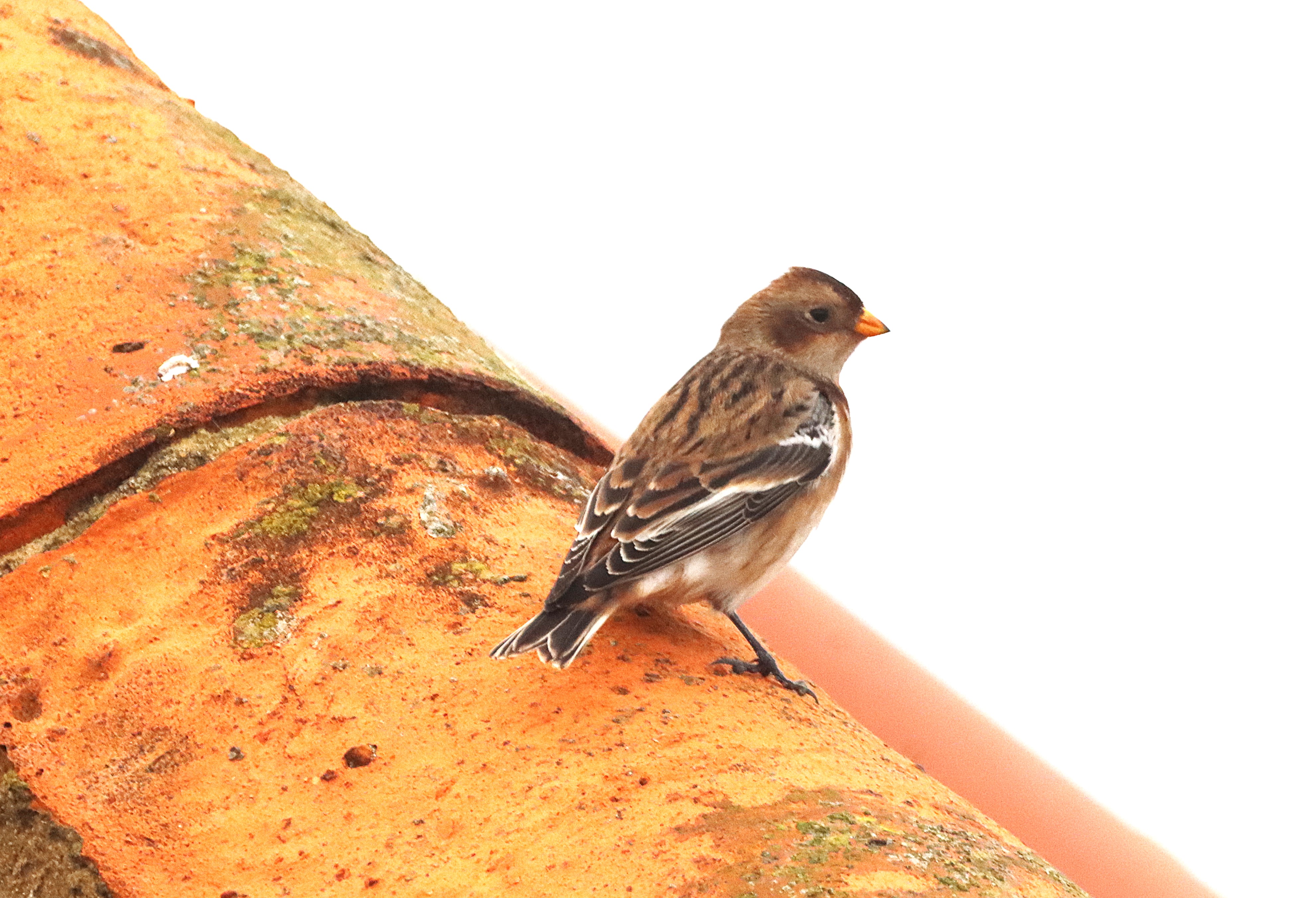 Snow Bunting - 13-11-2024