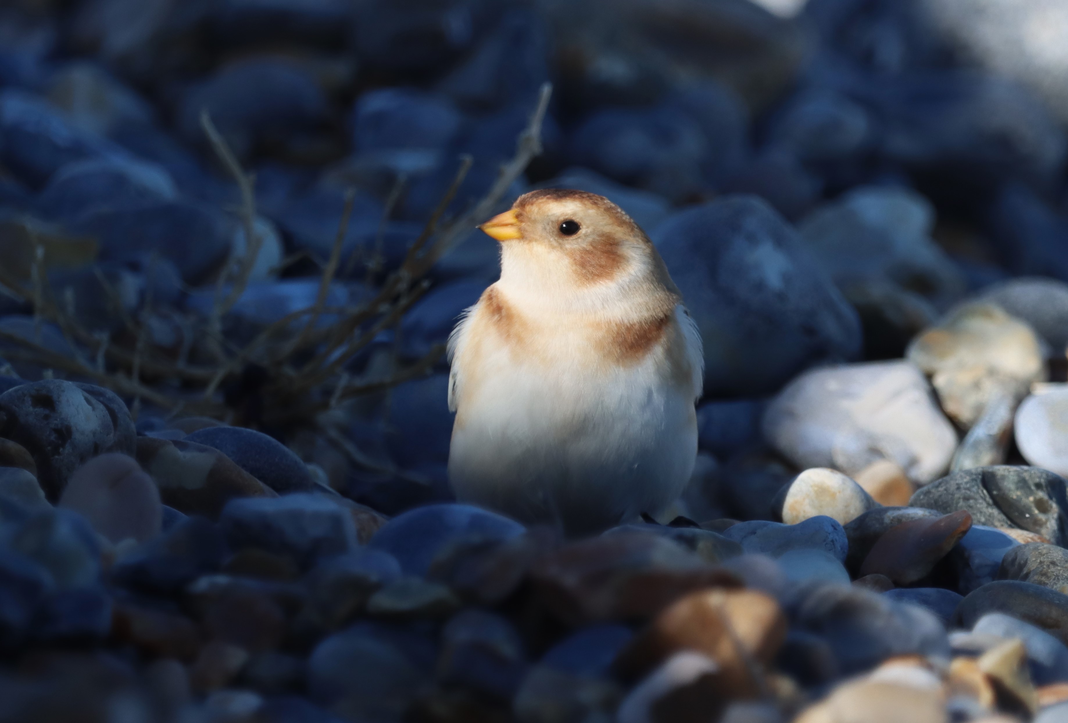 Snow Bunting - 09-10-2022