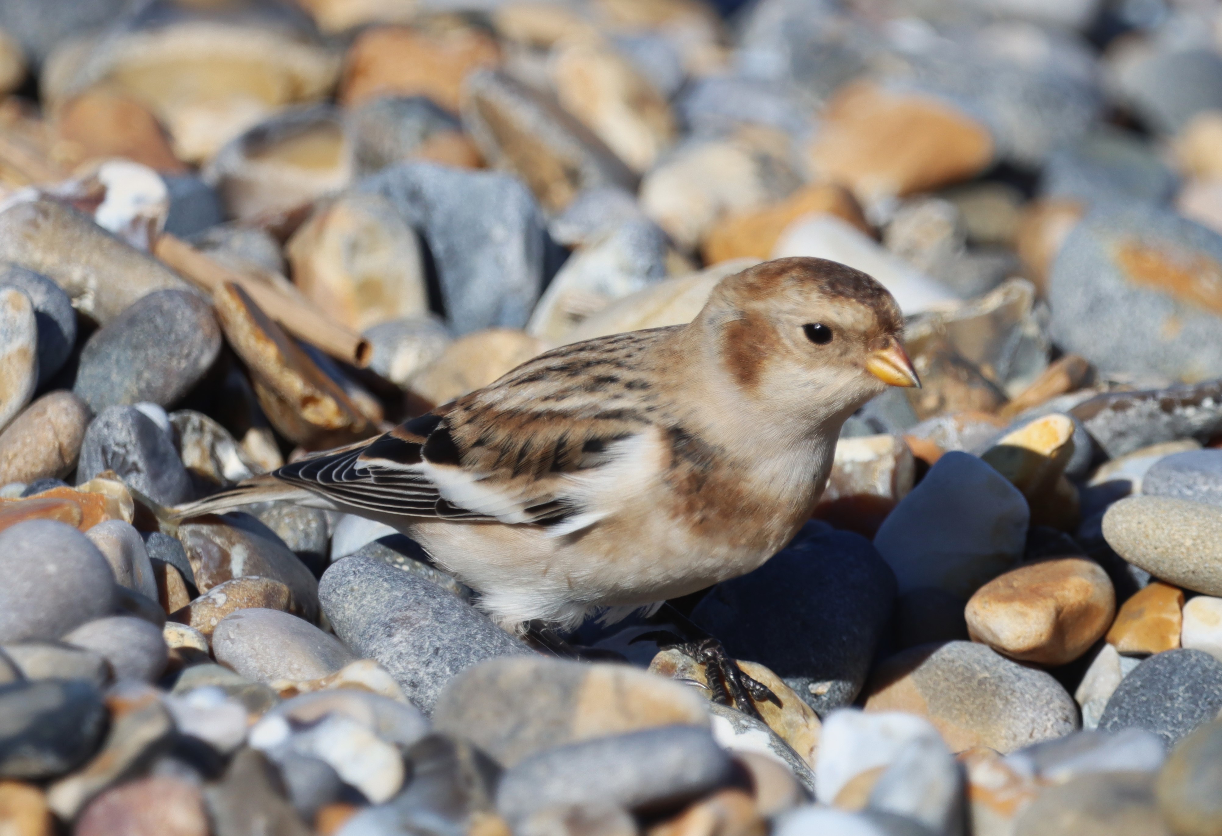 Snow Bunting - 09-10-2022