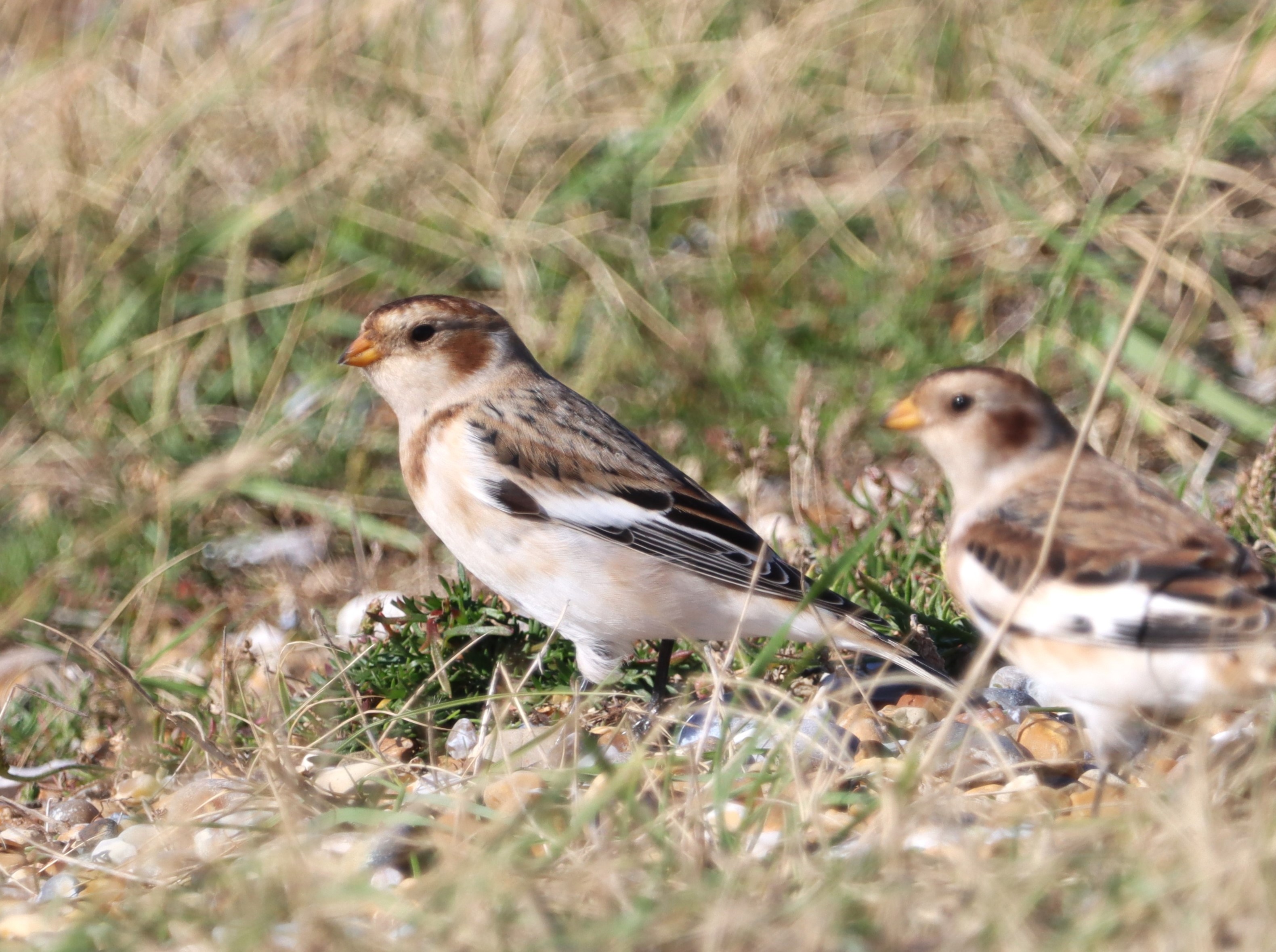 Snow Bunting - 09-10-2022