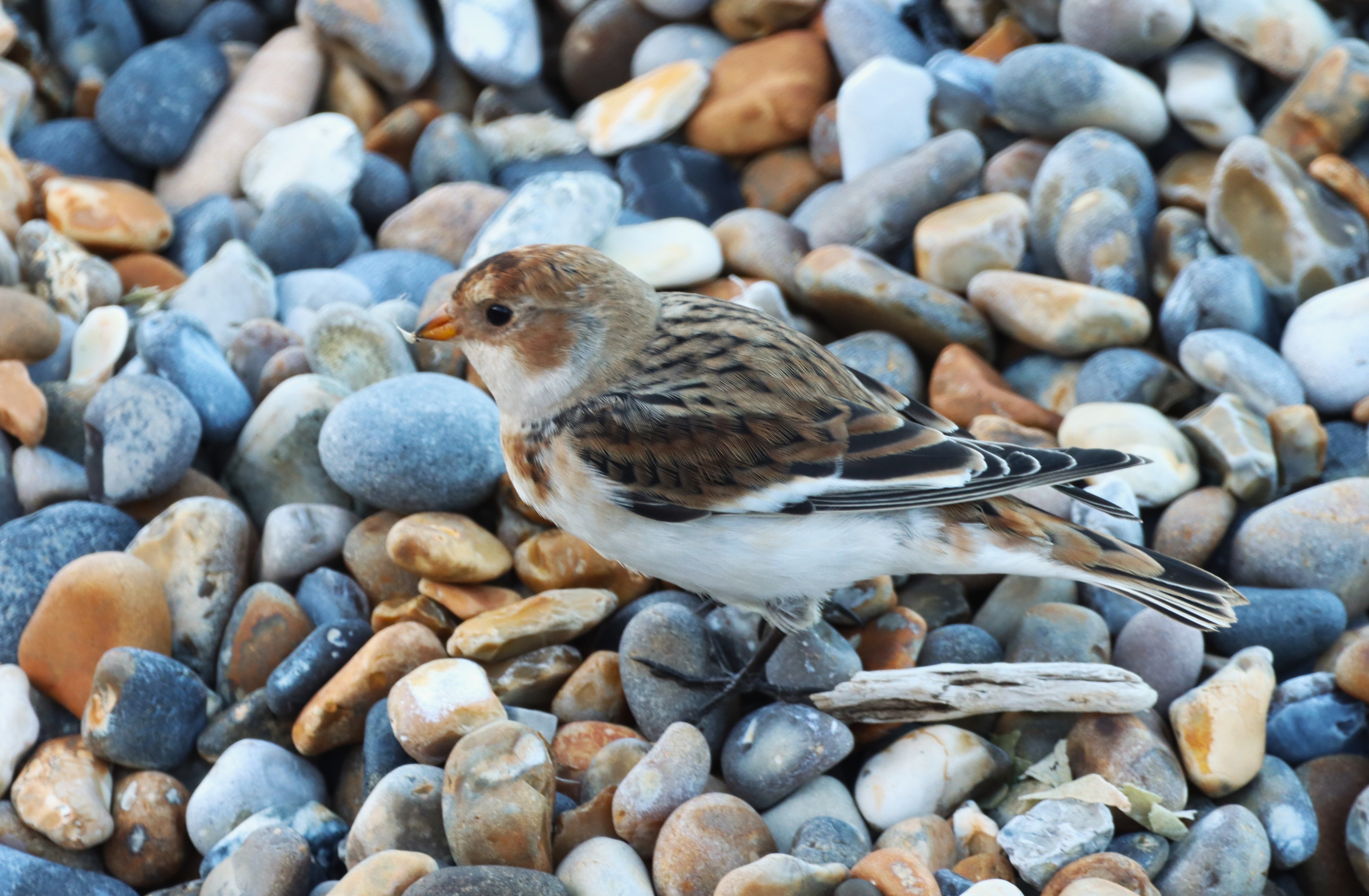 Snow Bunting - 16-09-2024