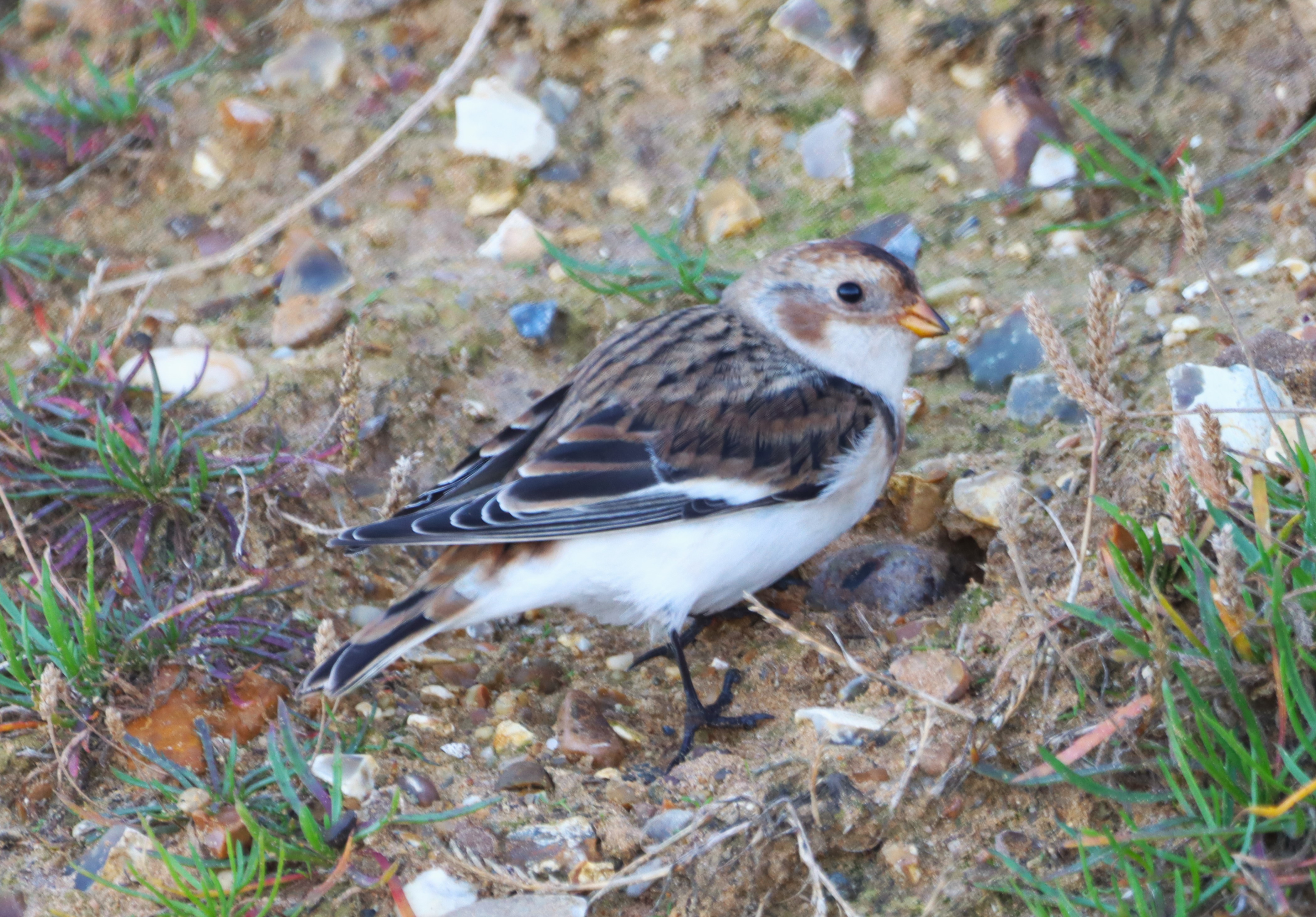 Snow Bunting - 16-09-2024