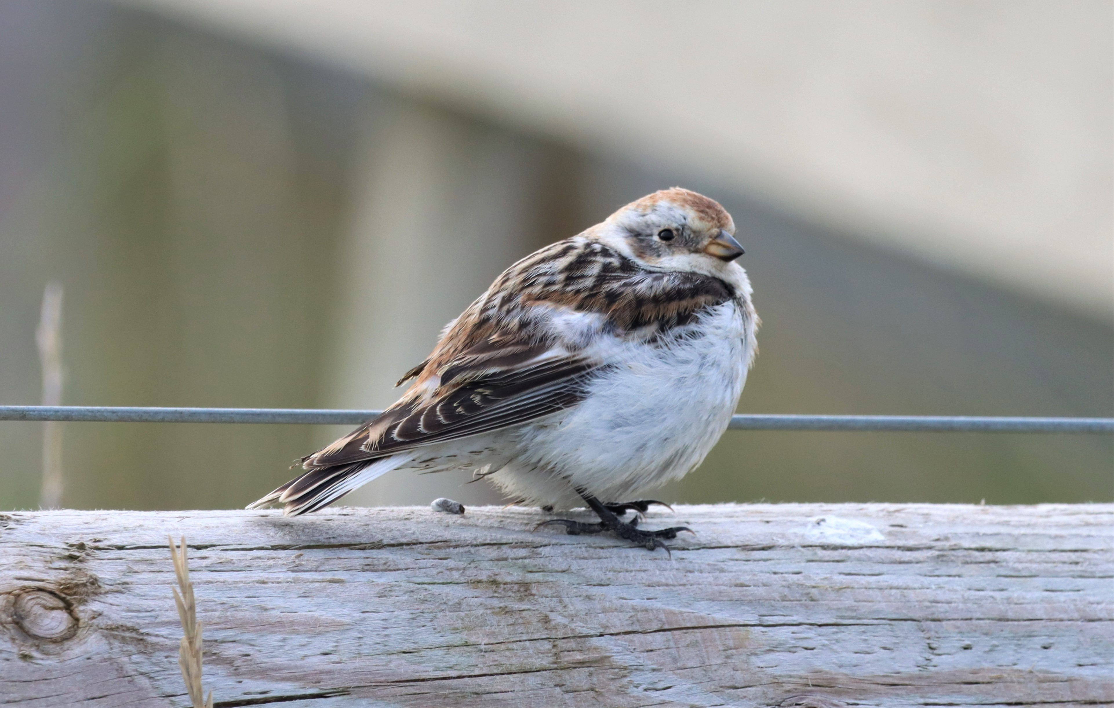 Snow Bunting - 04-05-2022