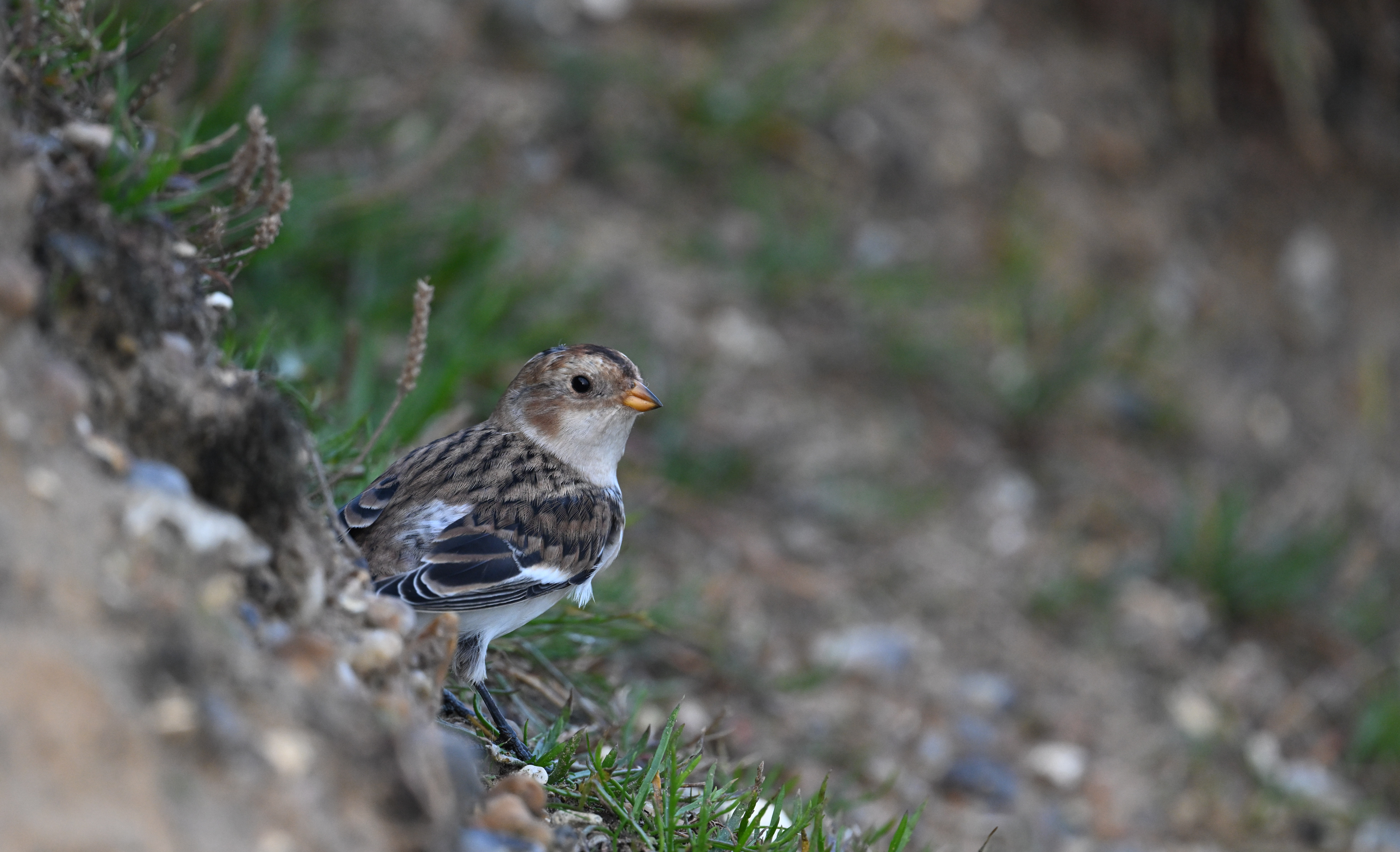 Snow Bunting - 17-09-2024