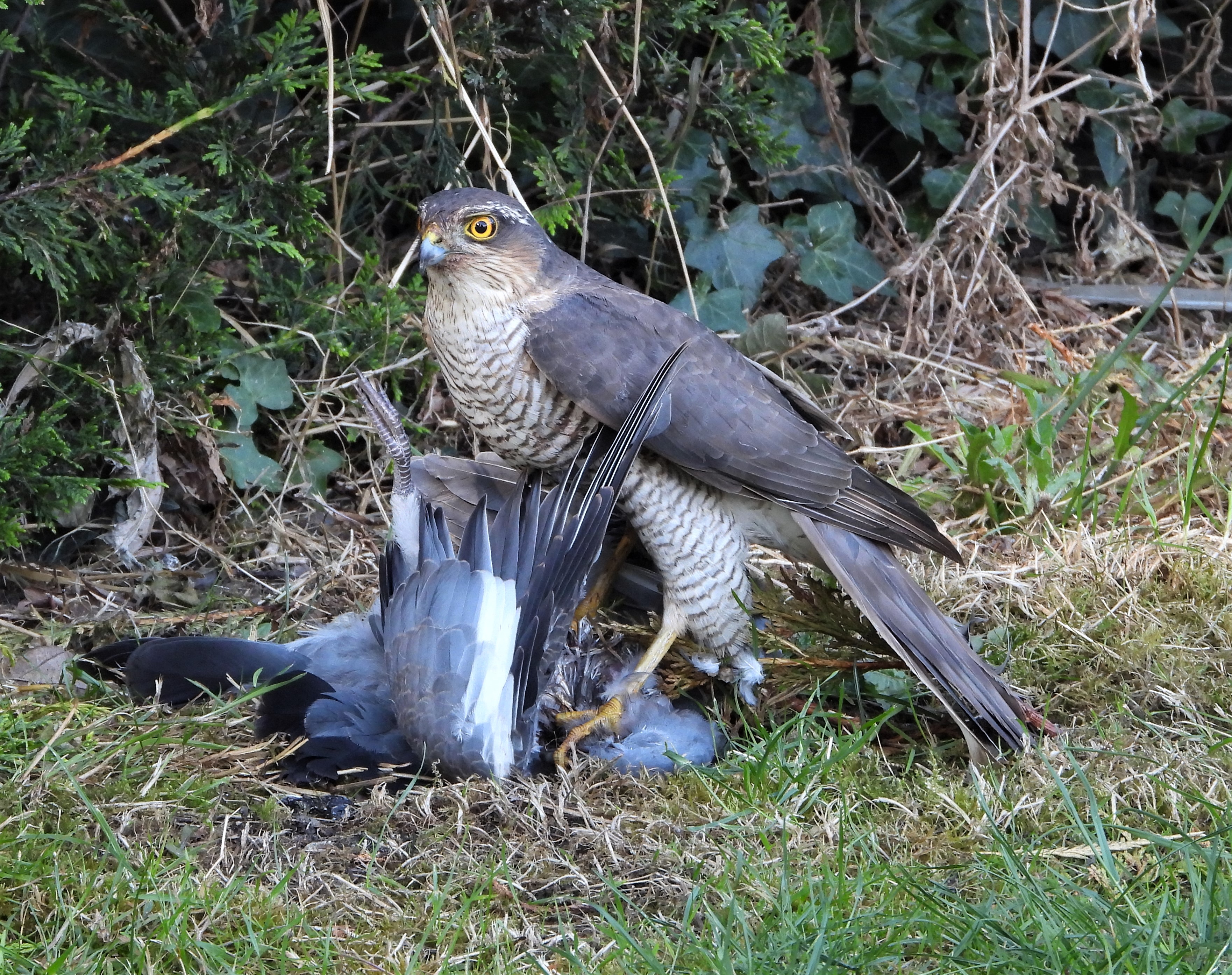 Sparrowhawk - 02-07-2022