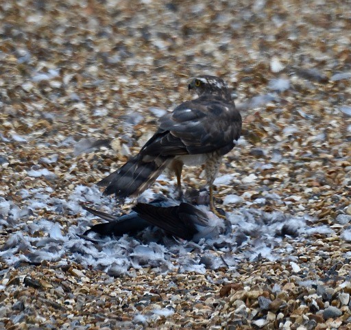 Sparrowhawk - 26-07-2021