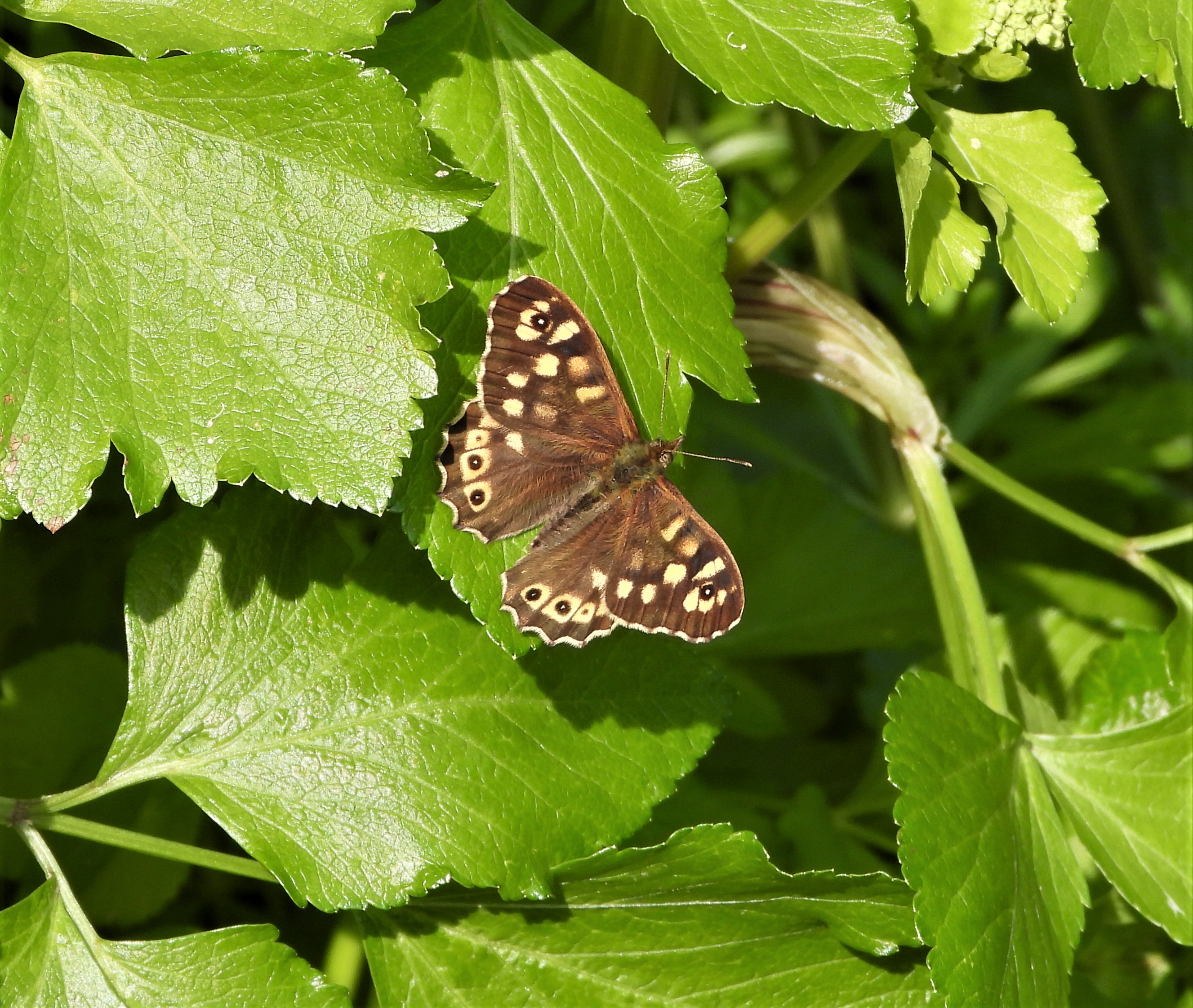 Speckled Wood - 16-04-2023