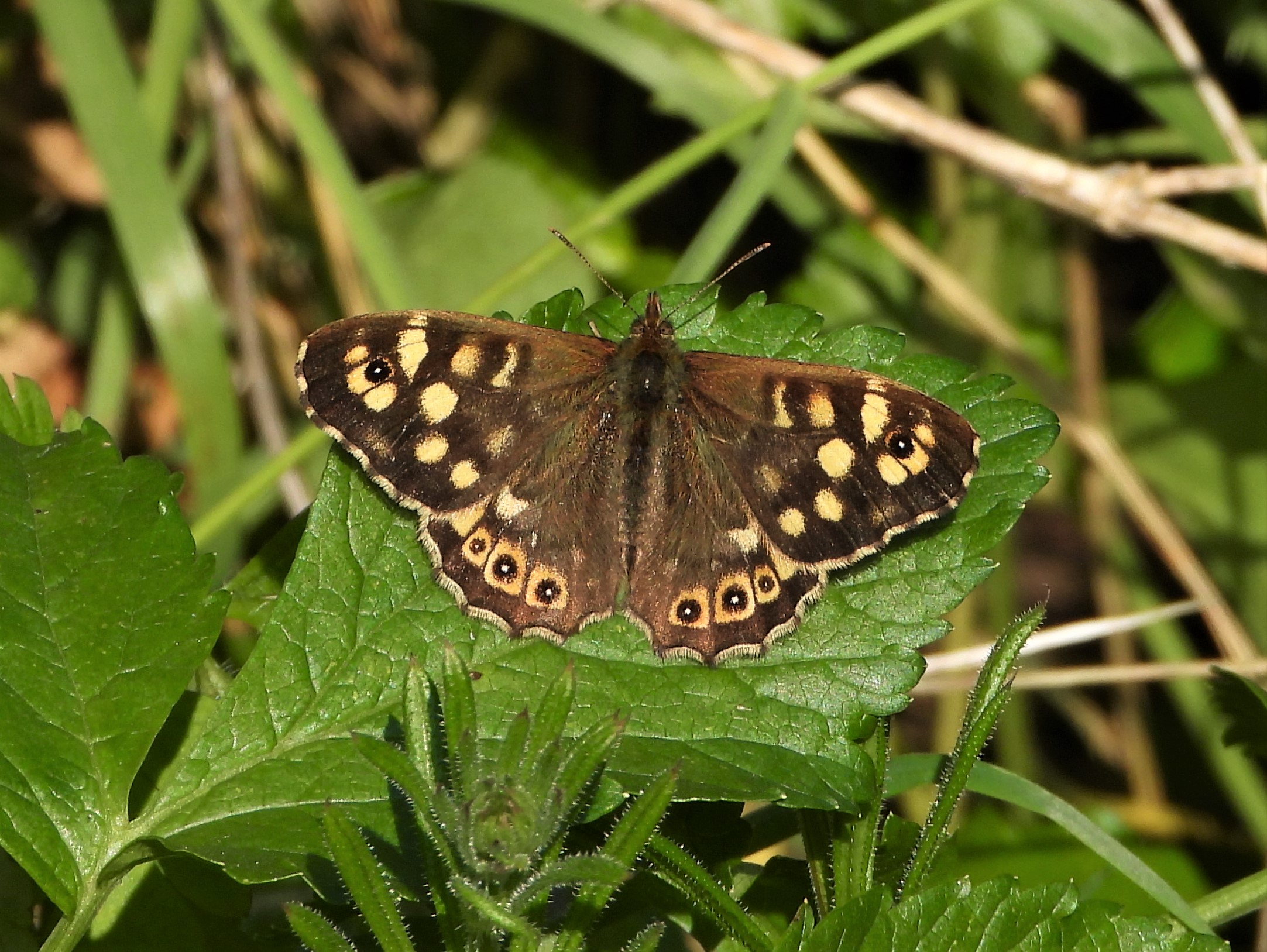 Speckled Wood - 25-04-2022