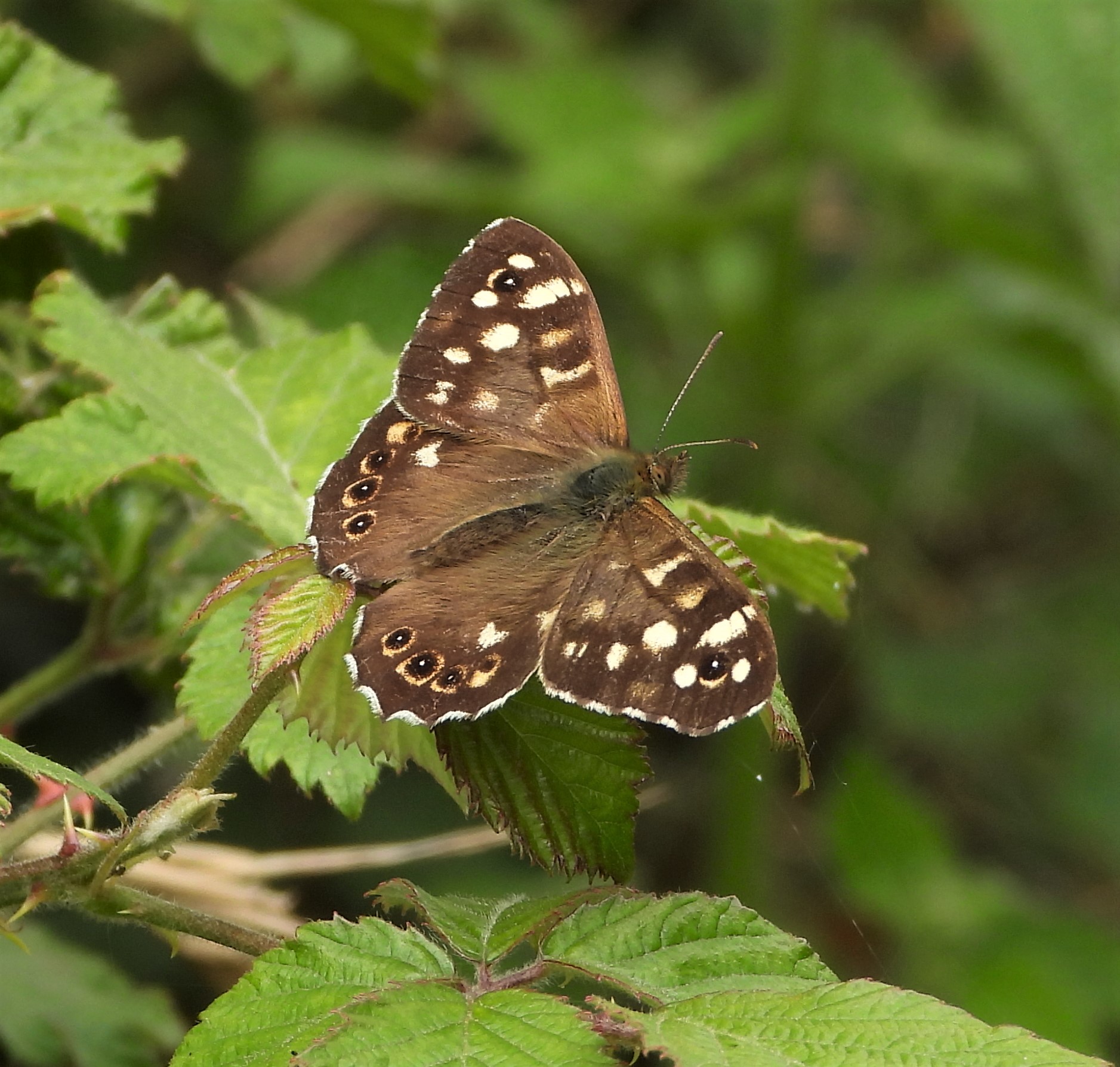Speckled Wood - 26-05-2022