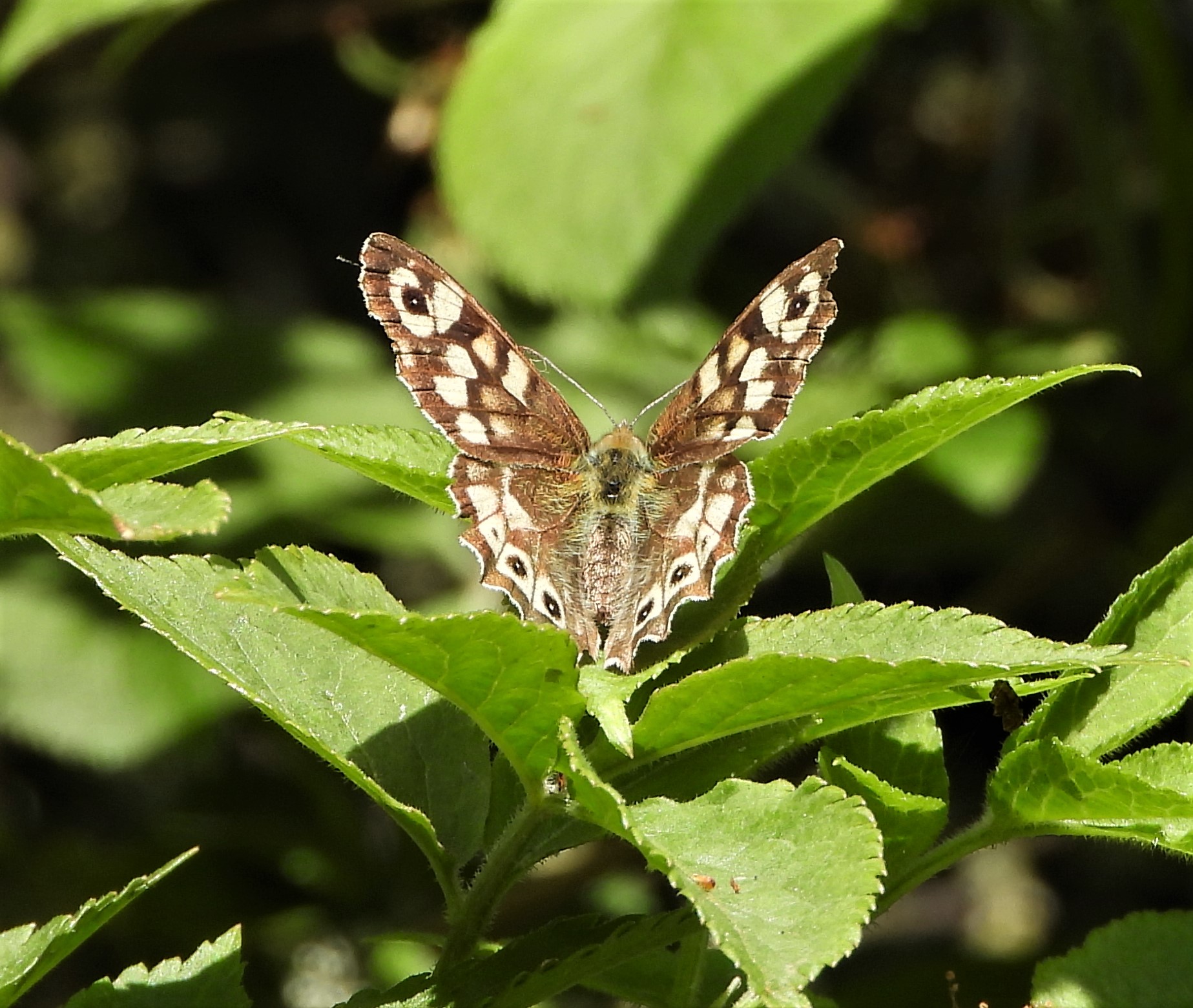 Speckled Wood - 08-05-2022