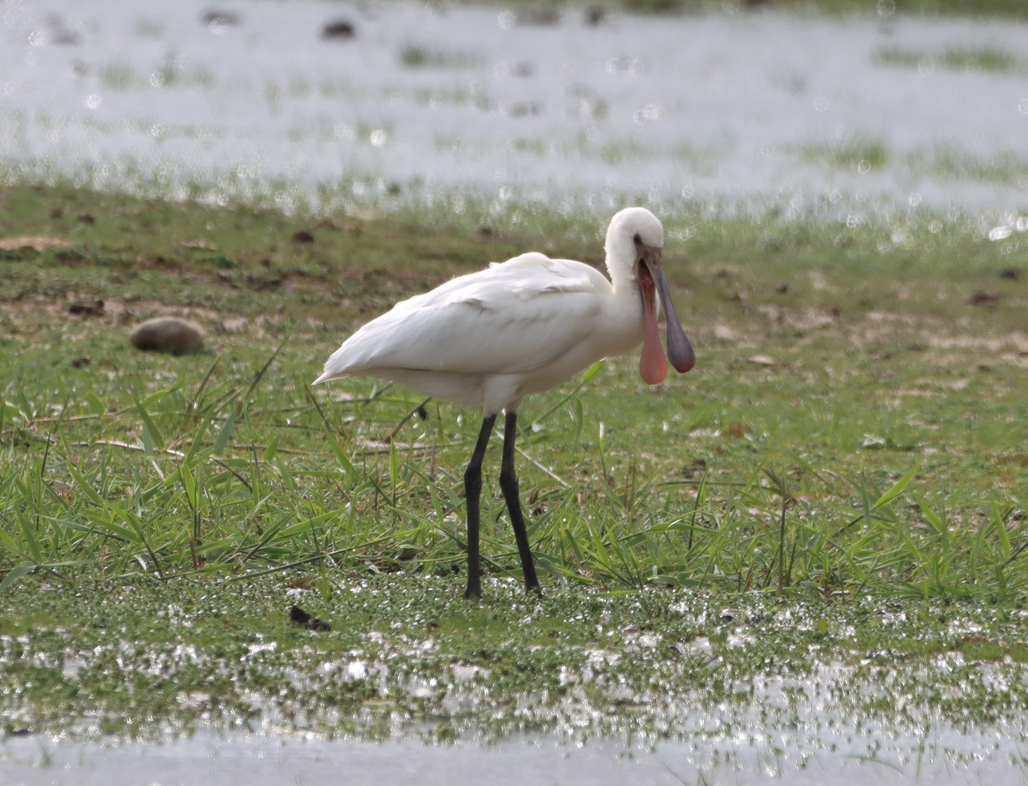Spoonbill - 04-06-2026