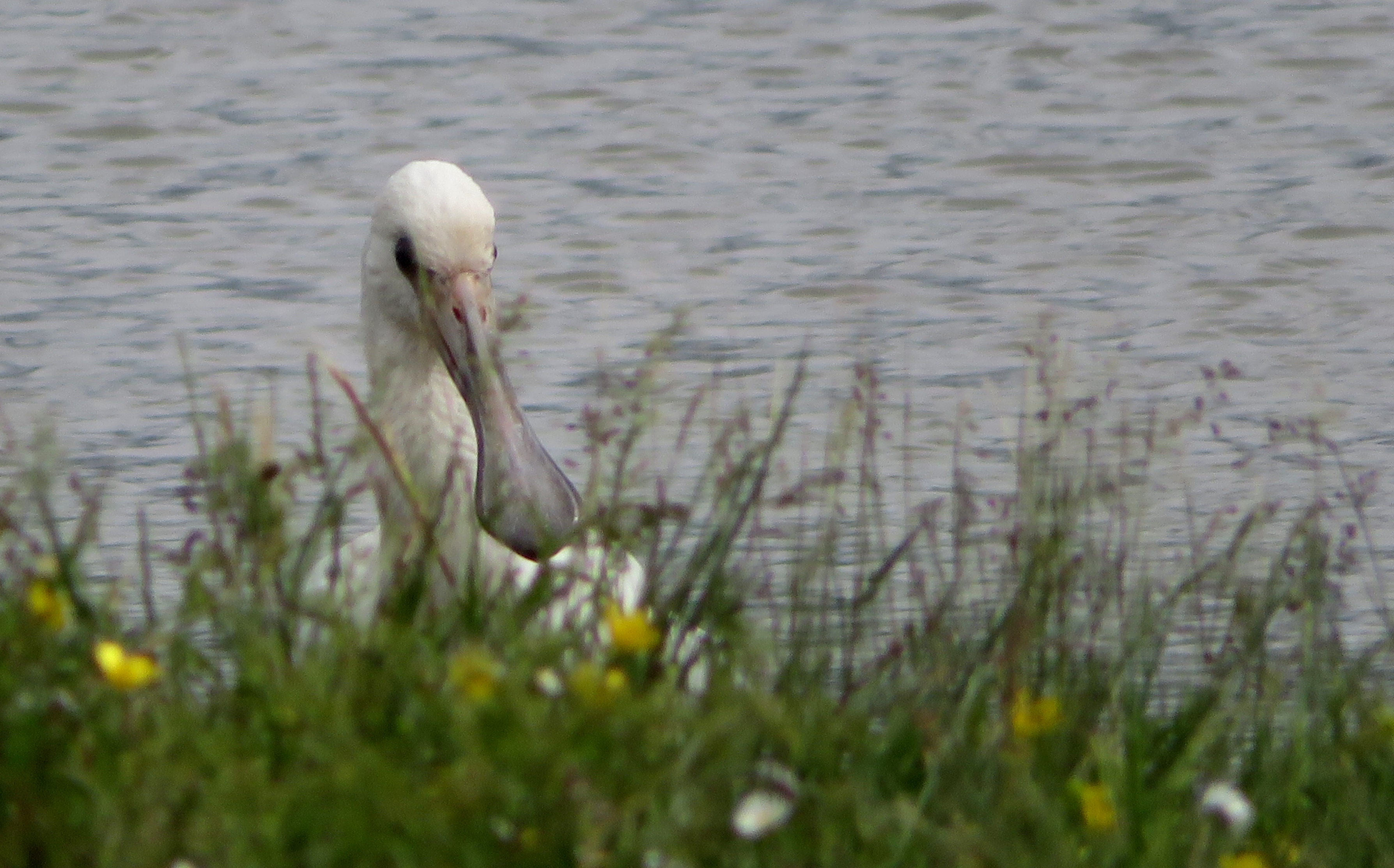 Spoonbill - 06-06-2025