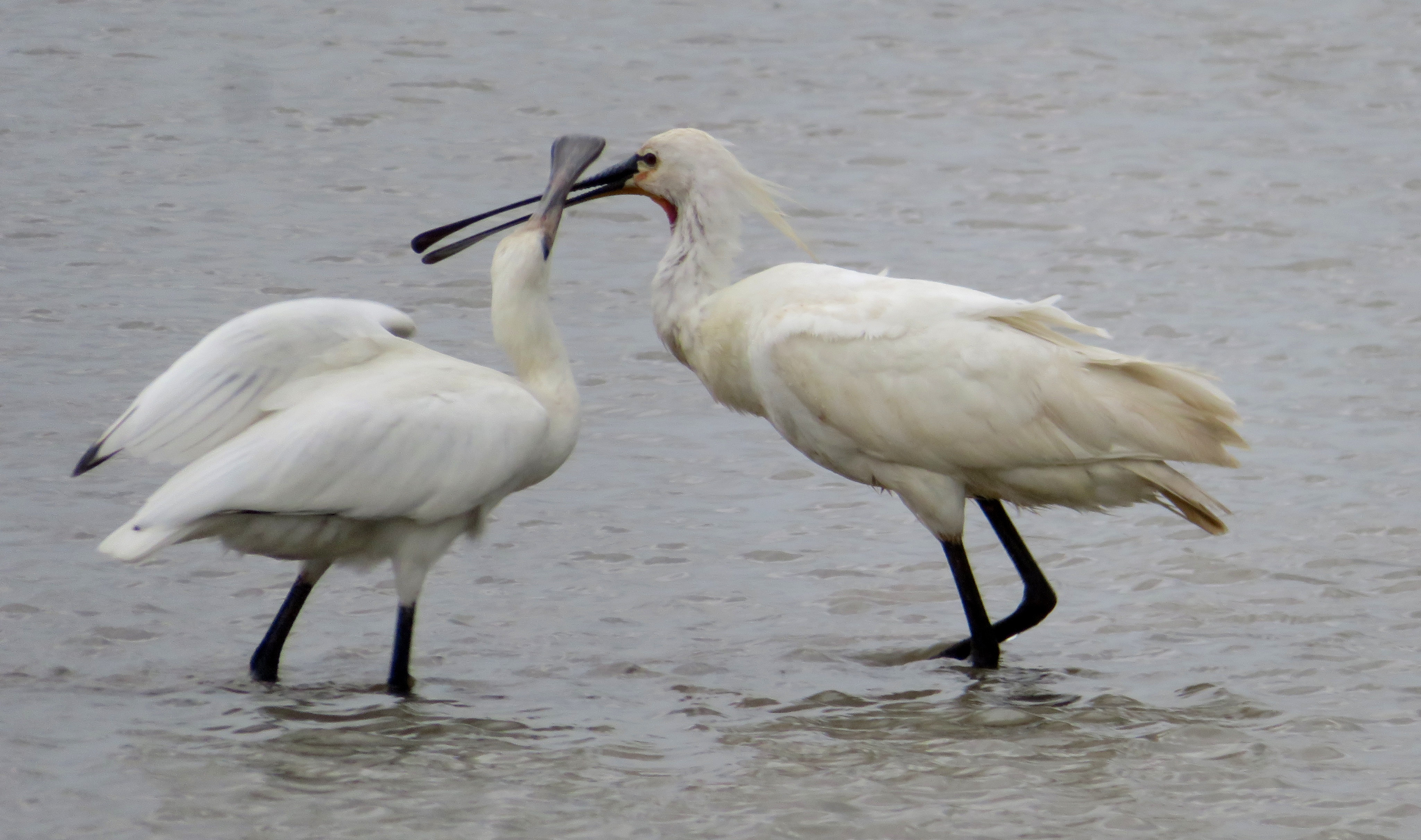 Spoonbill - 06-06-2025